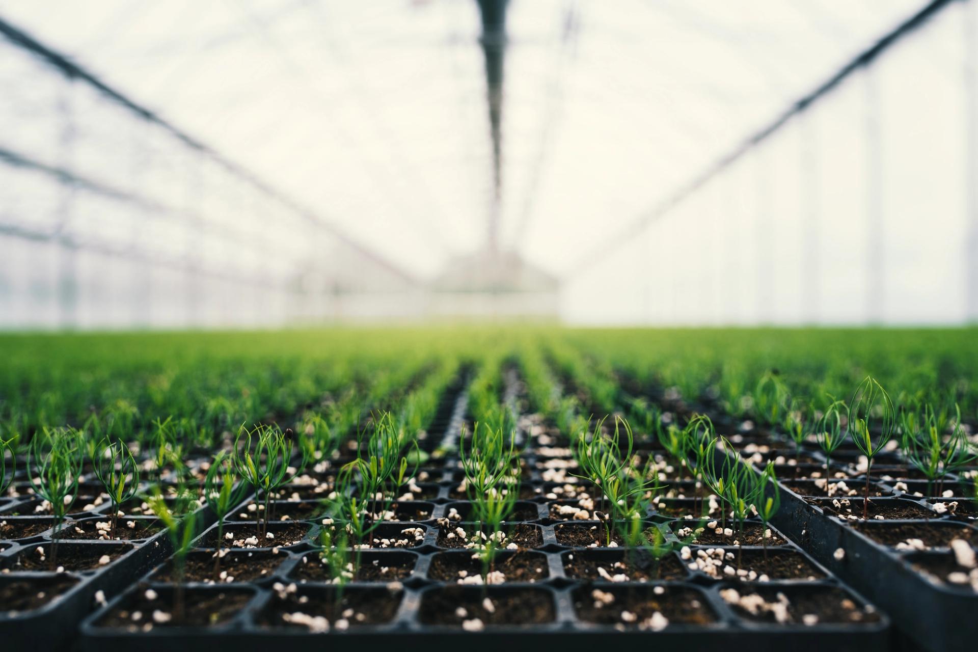 Plants growing inside a greenhouse