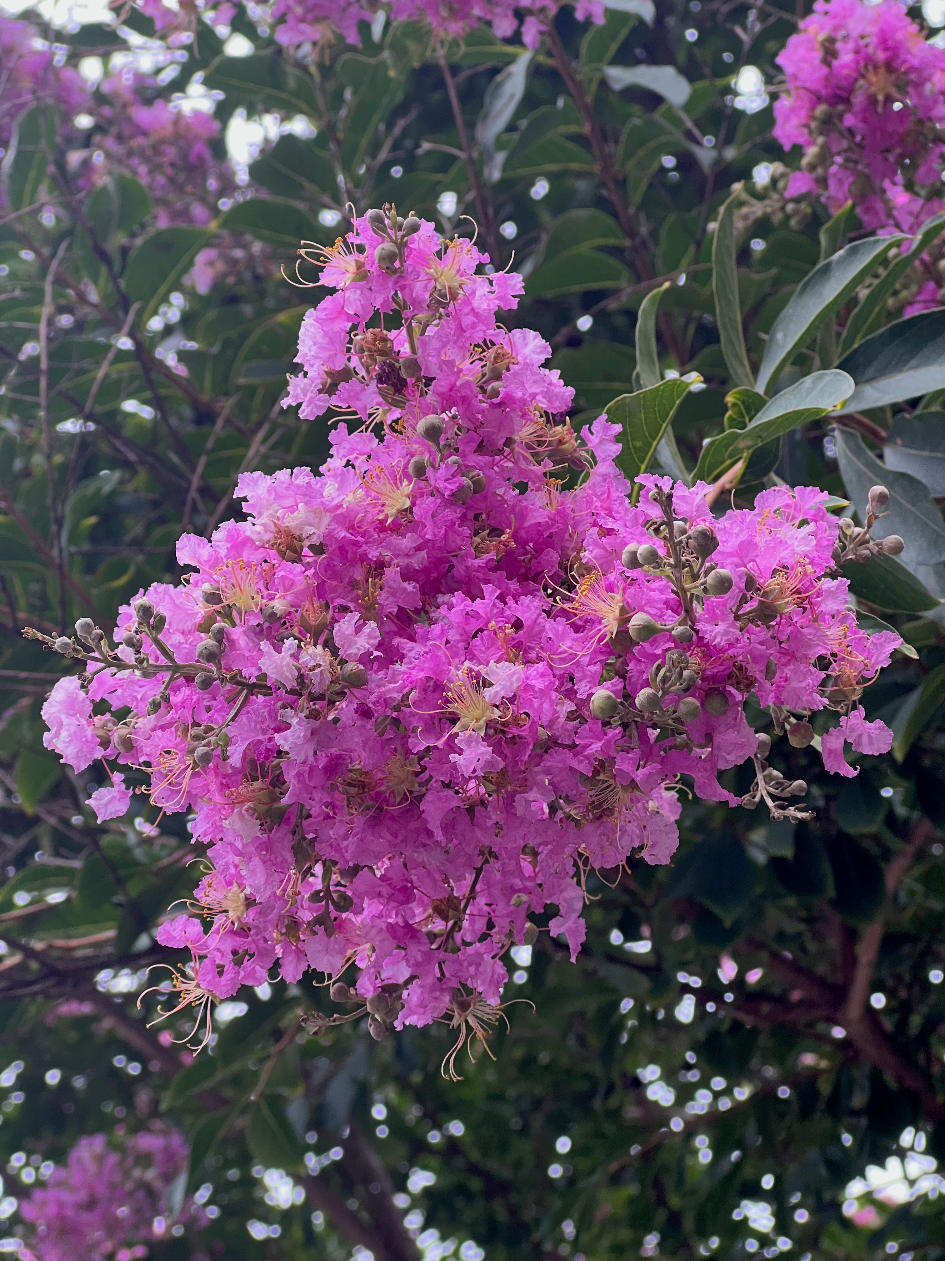 Crepe Myrtle Tree