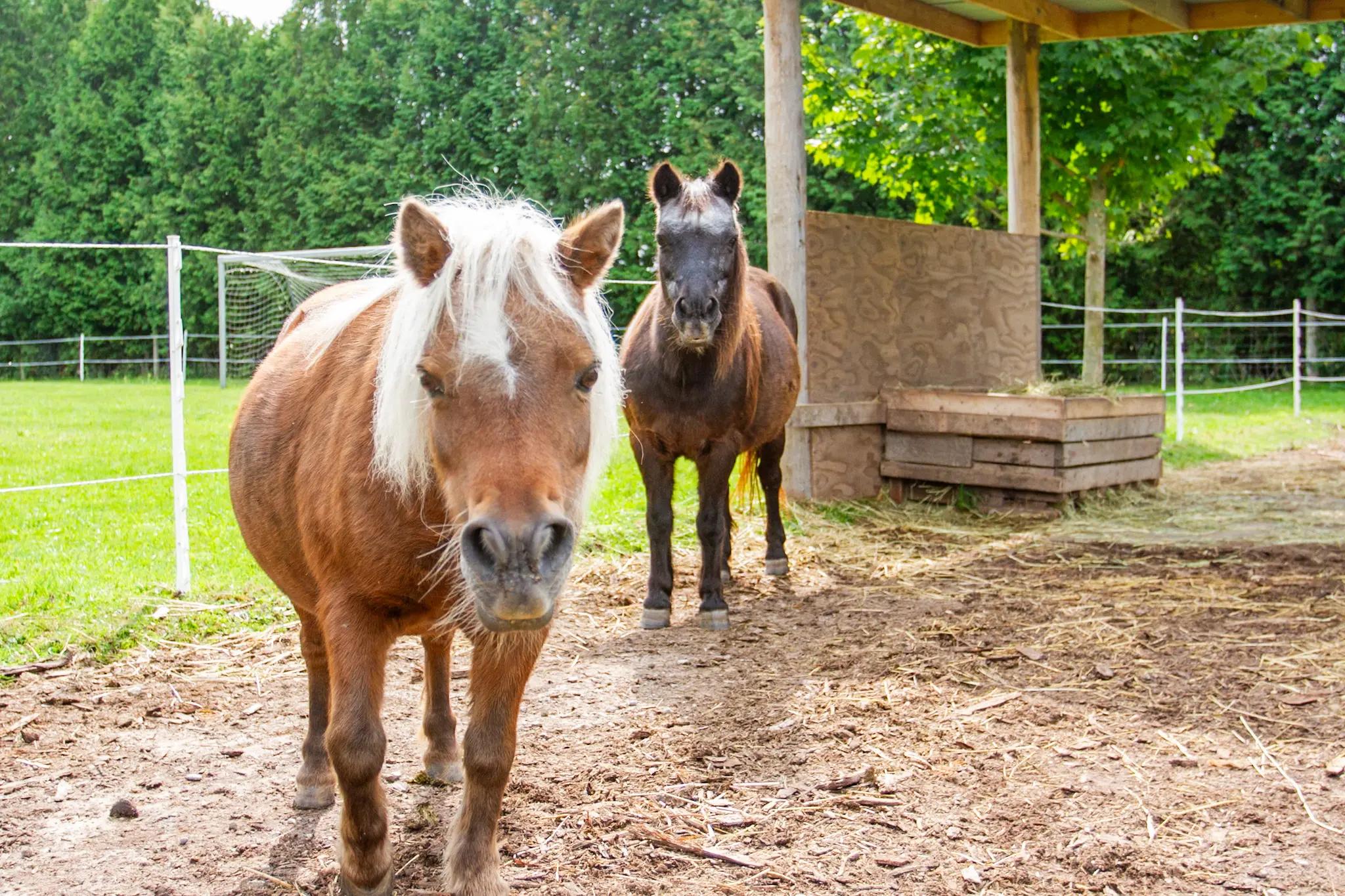 The Gift of Horses; Teaching Humans to FEEL