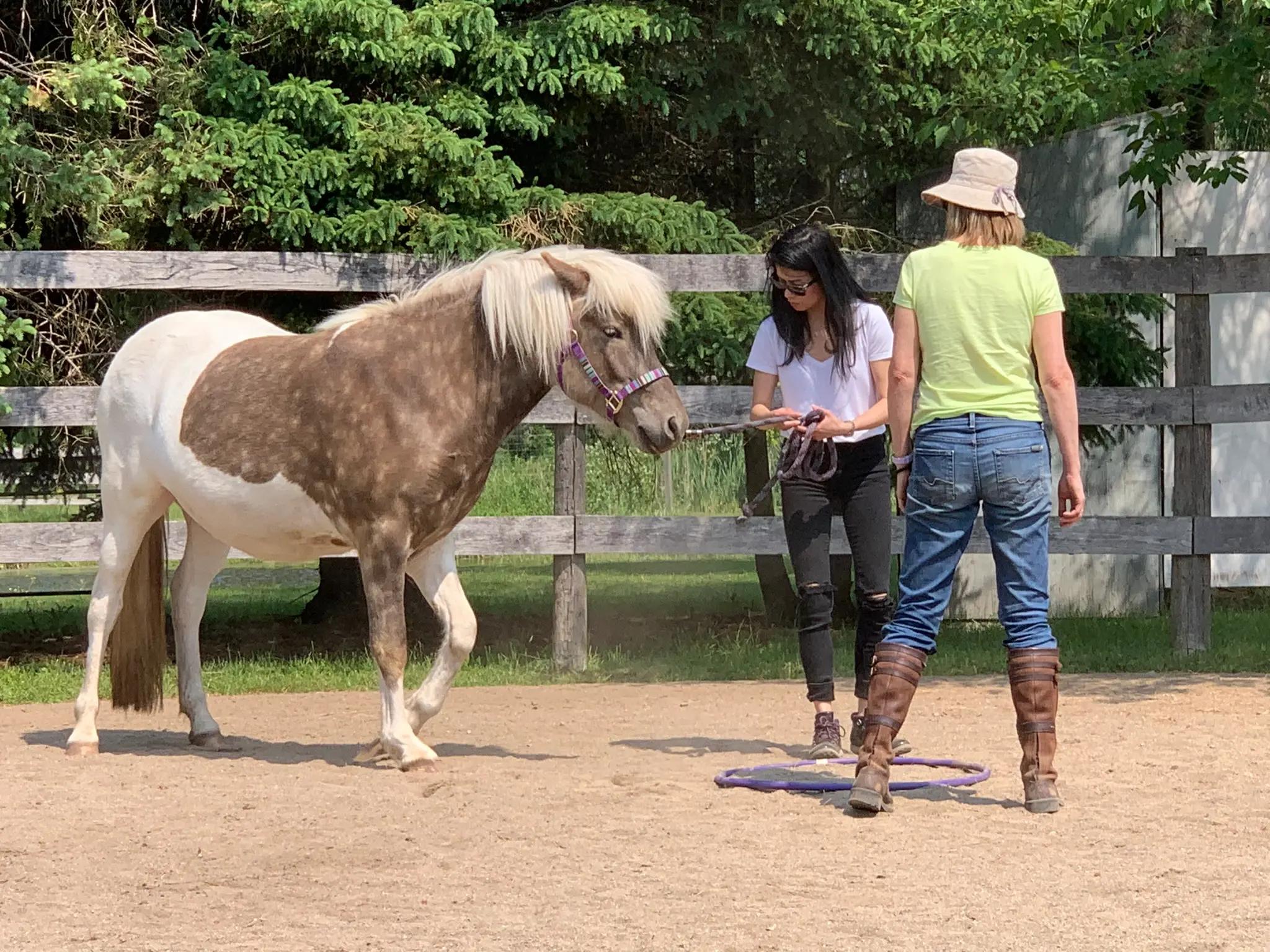 The Gift of Horses; Teaching Humans to FEEL