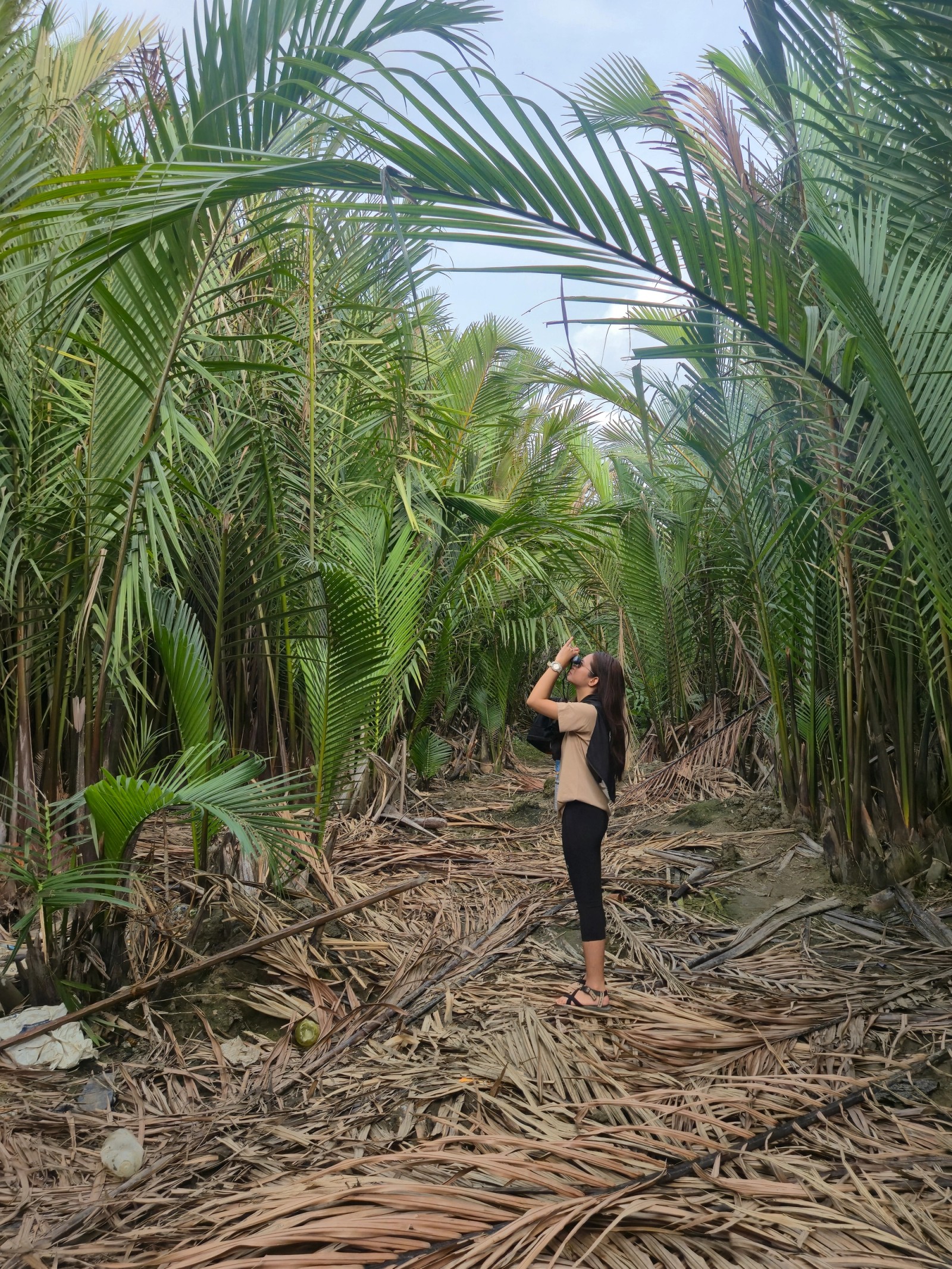 A surveyor documenting a stand of nipa palm