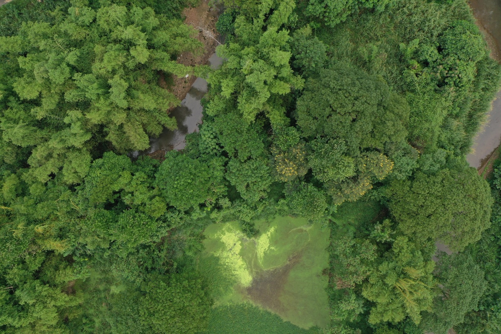 Aerial view of forest canopy surrounding a creek and a green wetland