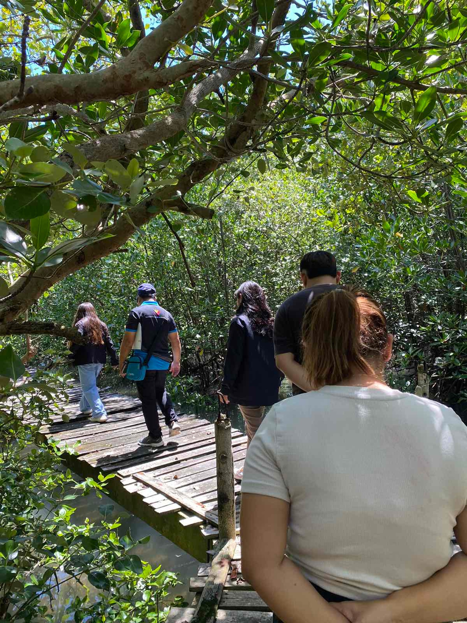 A field team crossing a timber boardwalk through mangroves