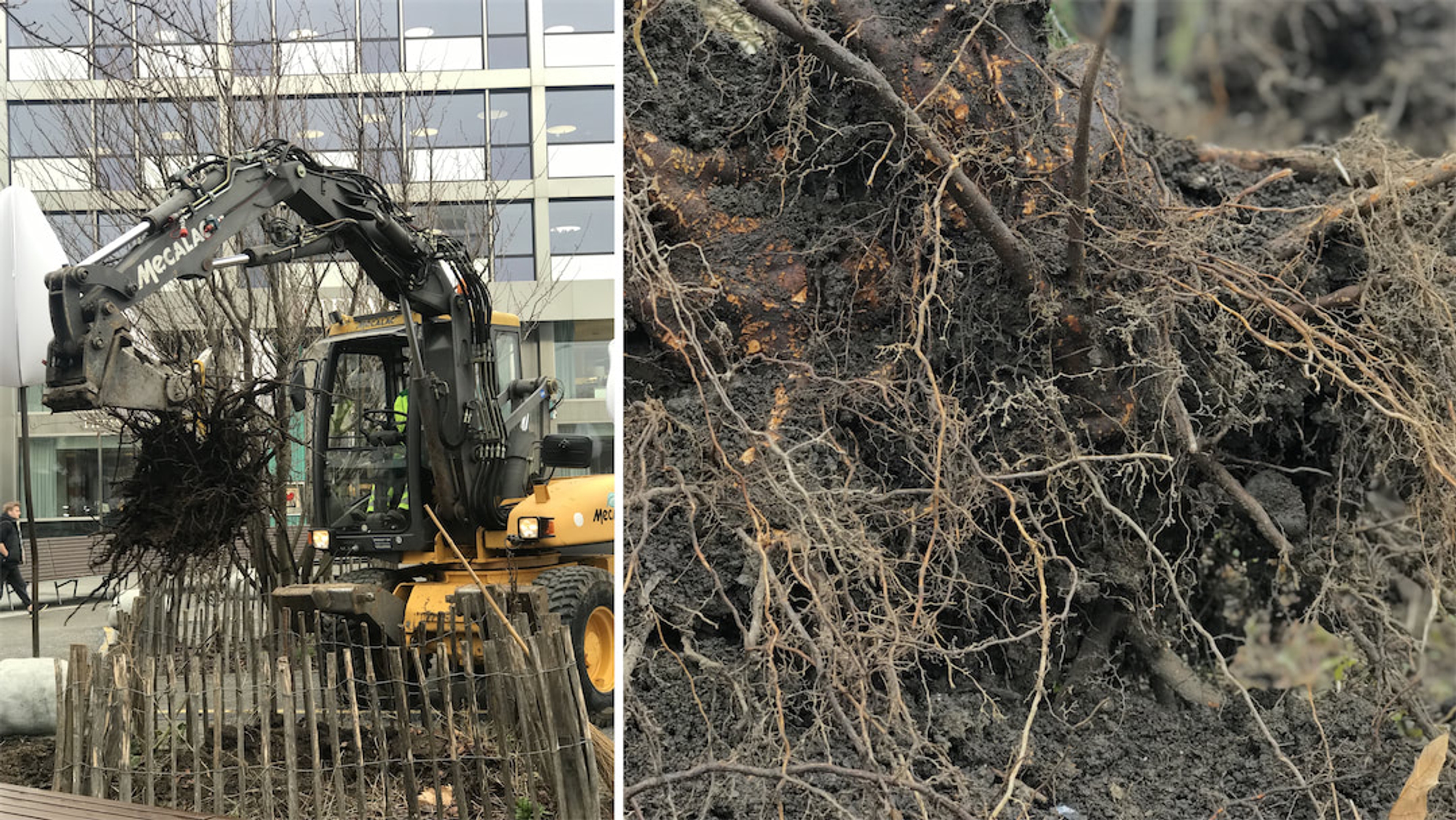 "Module Racines, Claire Atger pour HEPIA" © Maruska Moritz (2022)