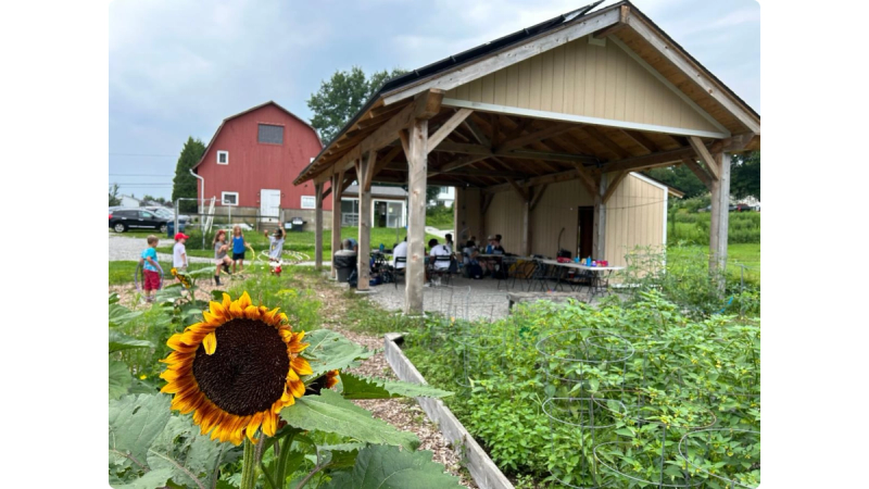 A yellow-orange sunflower stands in the foreground of the Massaro Community Farm solar pavilion.