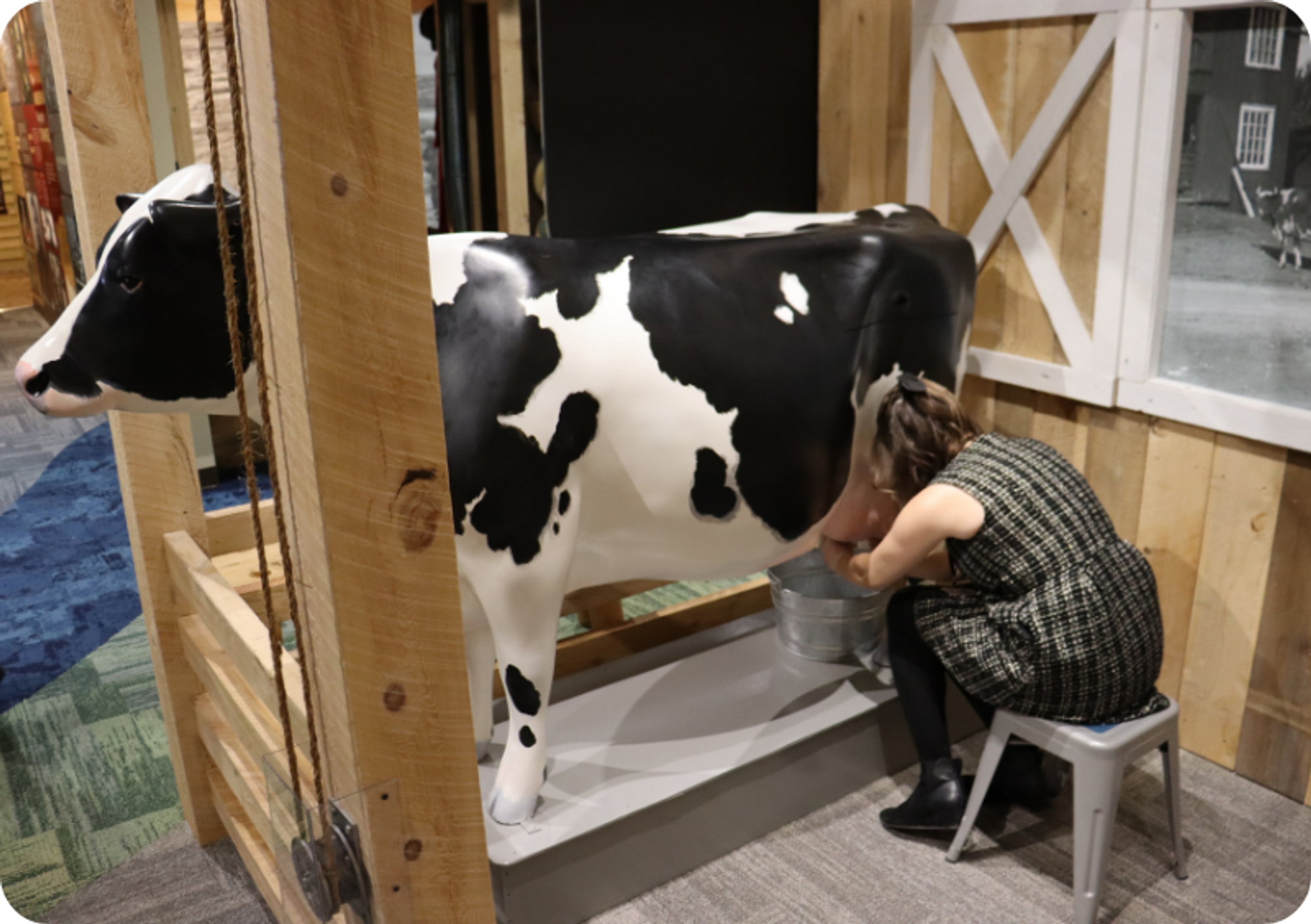 A visitor to the museum tests out the milkable cow