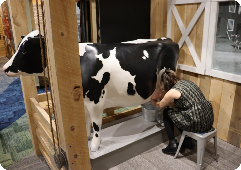 A visitor to the museum tests out the milkable cow