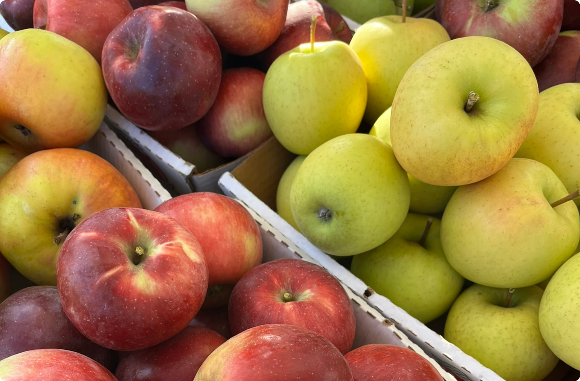 Vibrant apples on display at the Ellington Farmers Market