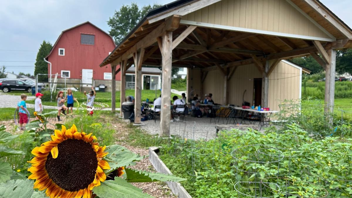 A yellow-orange sunflower stands in the foreground of the Massaro Community Farm solar pavilion.