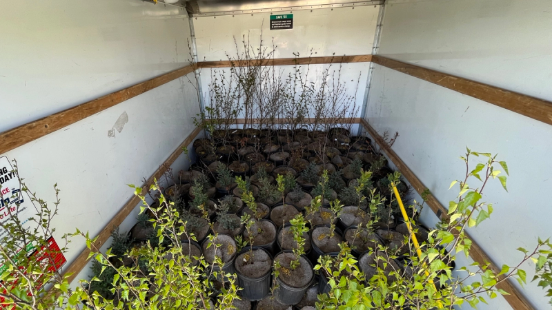 Potted trees being transported in a box truck to be planted. 
