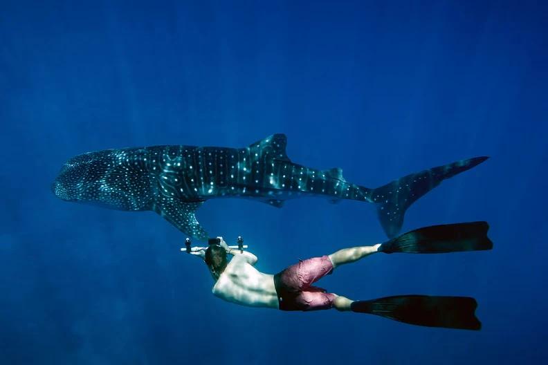 whale sharks in Maldives