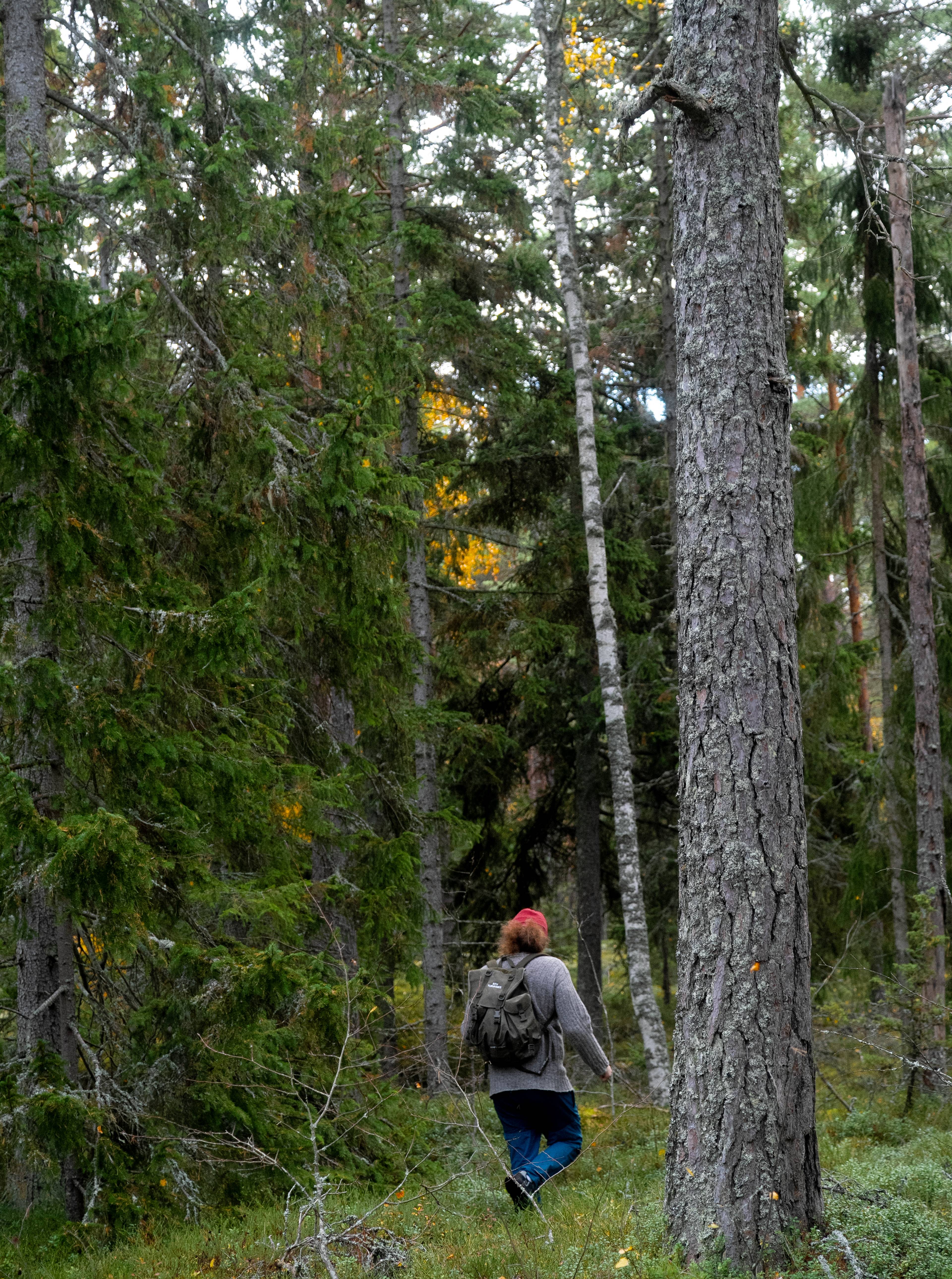 A man hiking in forest