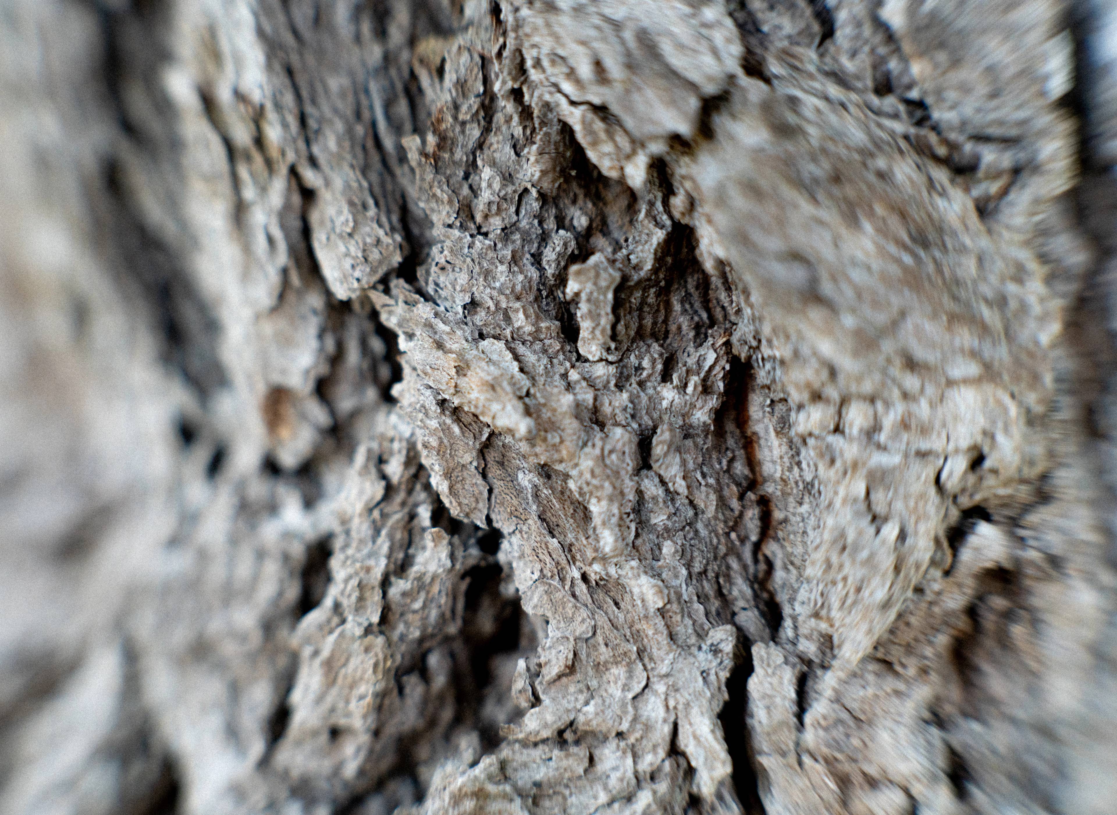 A close-up of a tree trunk