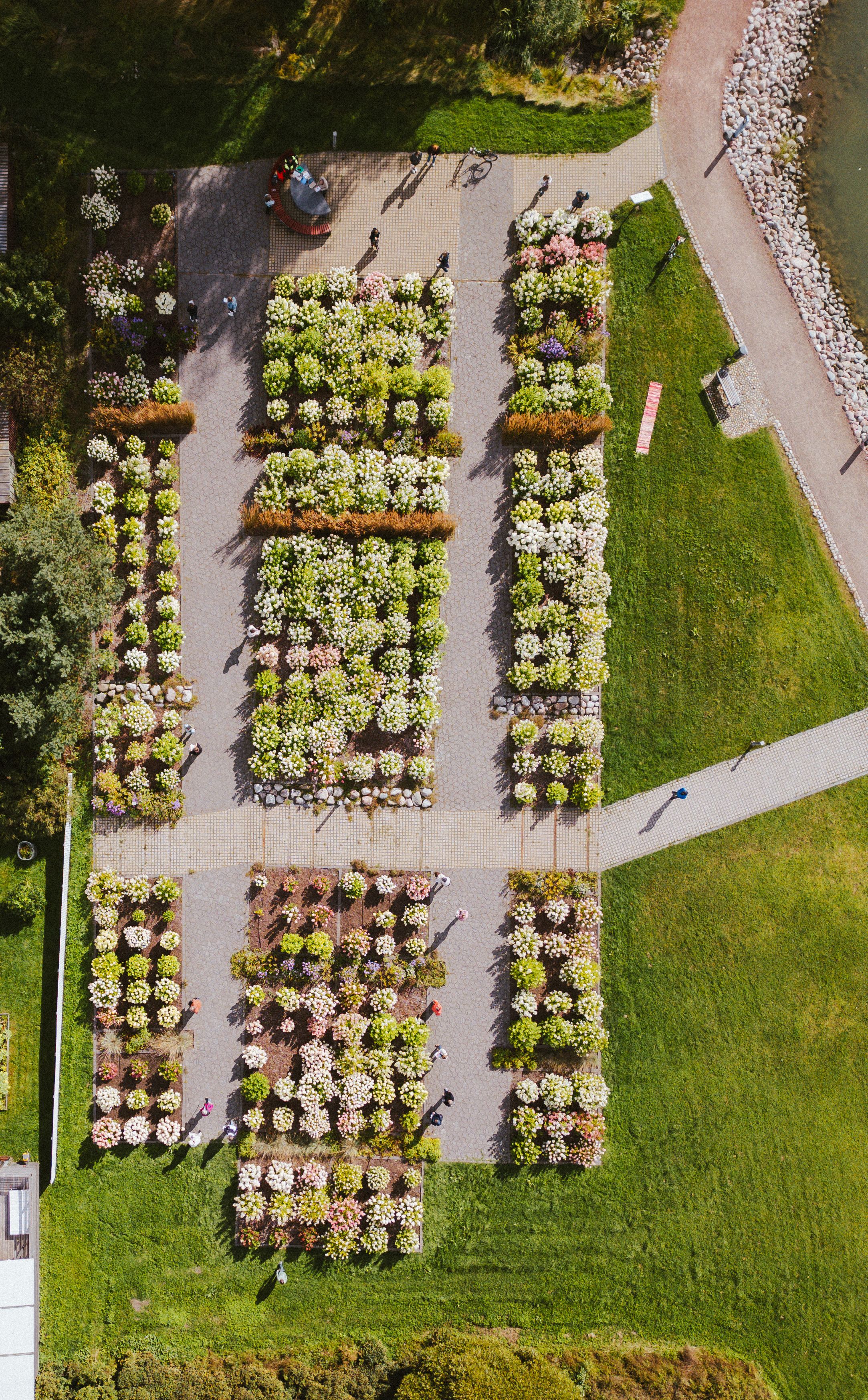 The hydrangea garden.