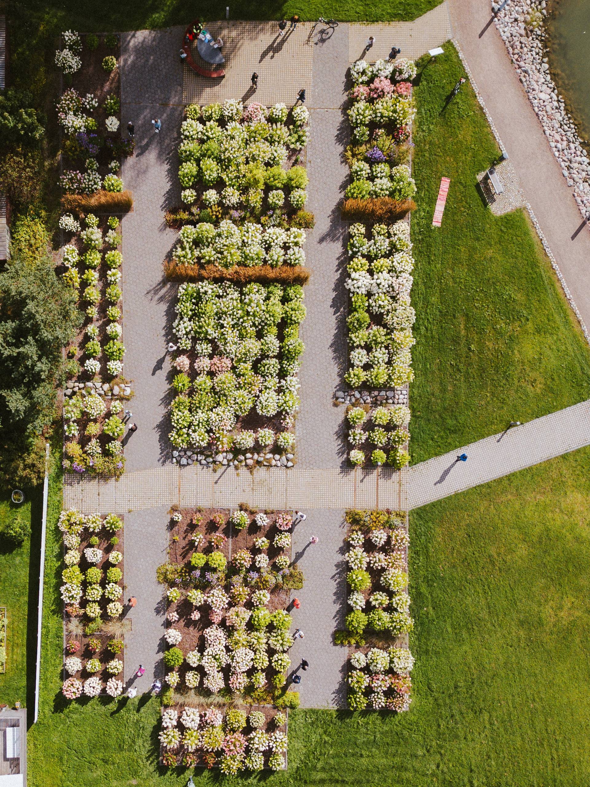 The hydrangea garden.