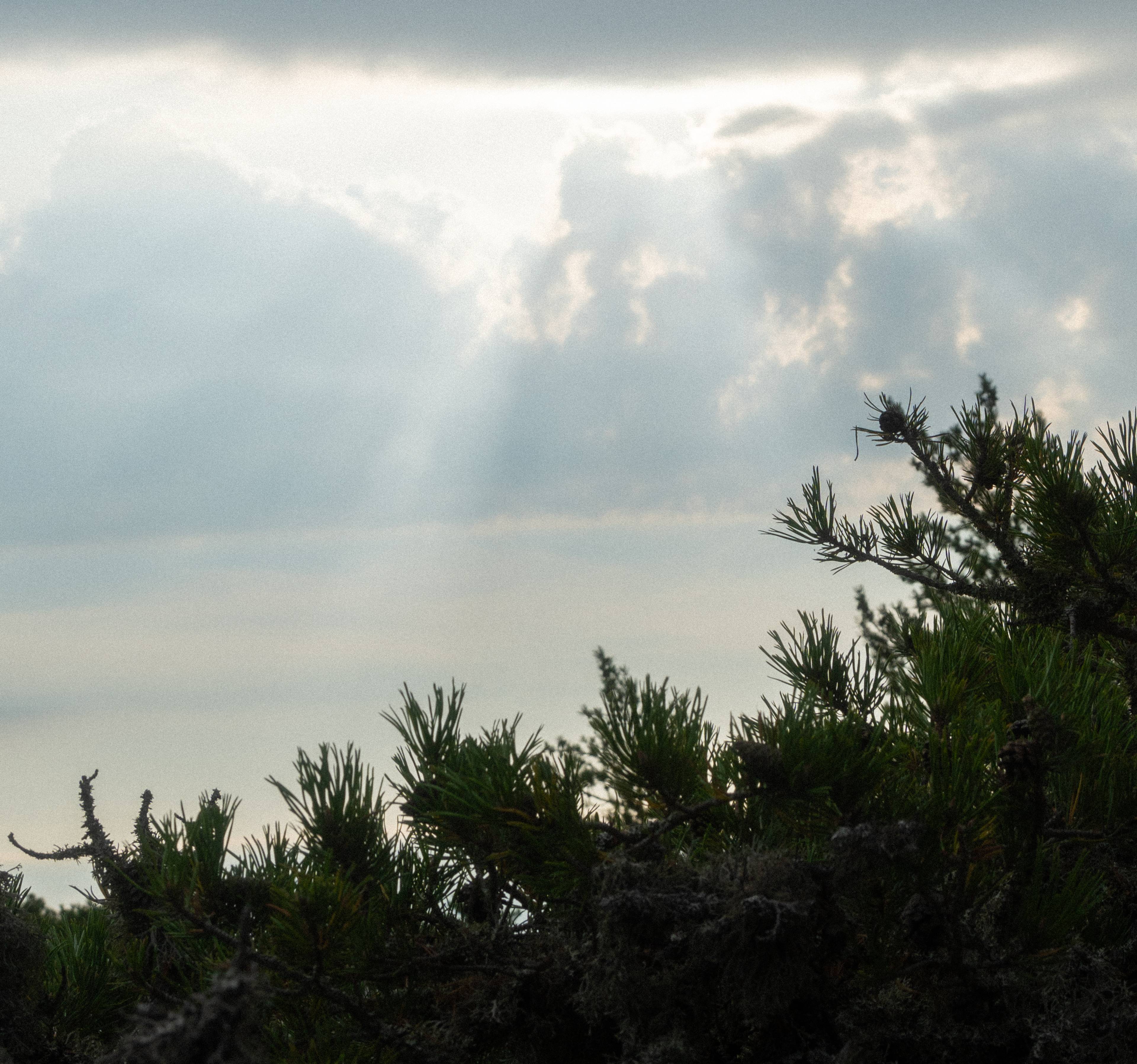 Sea and forest.
