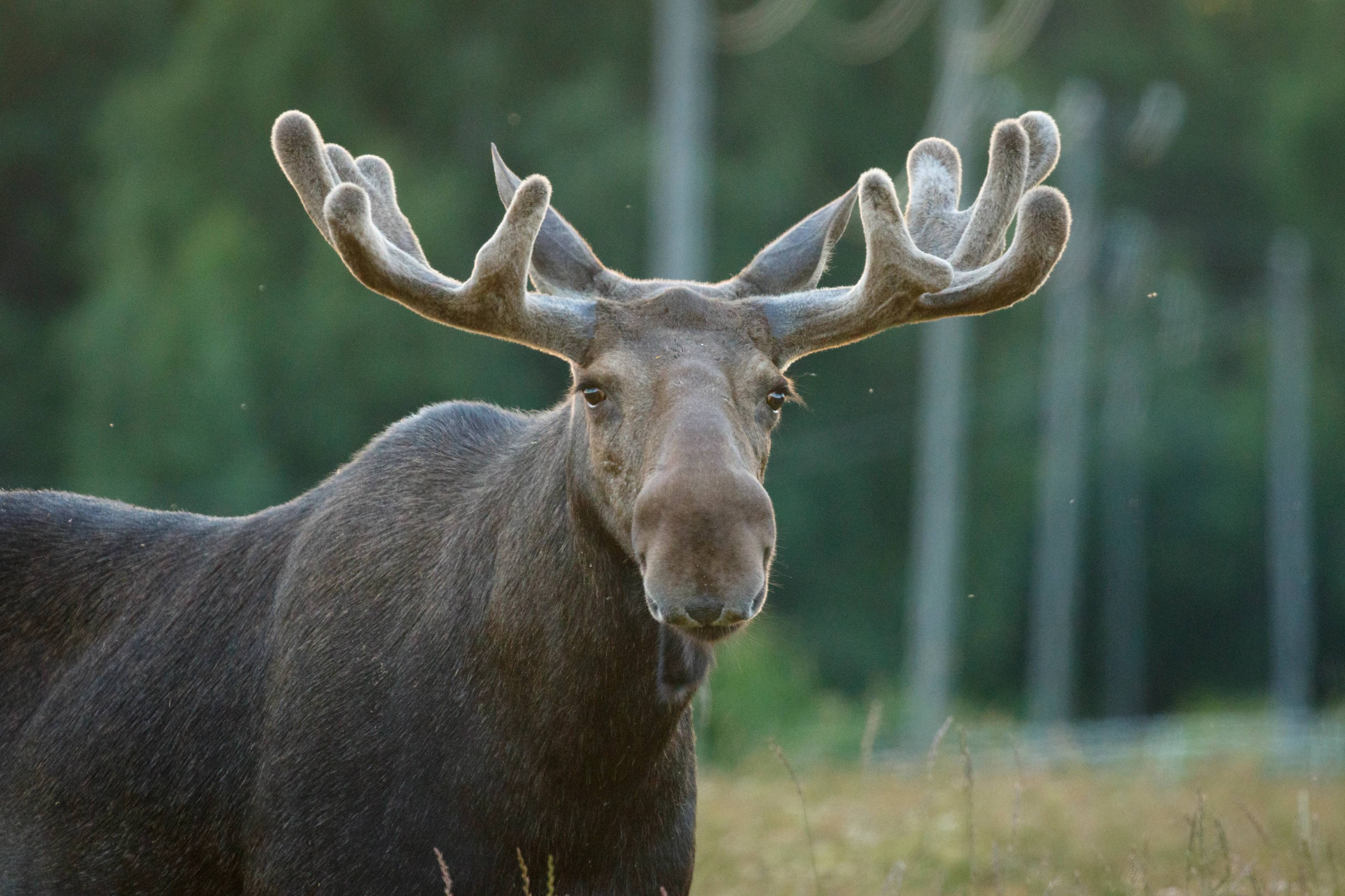 a moose