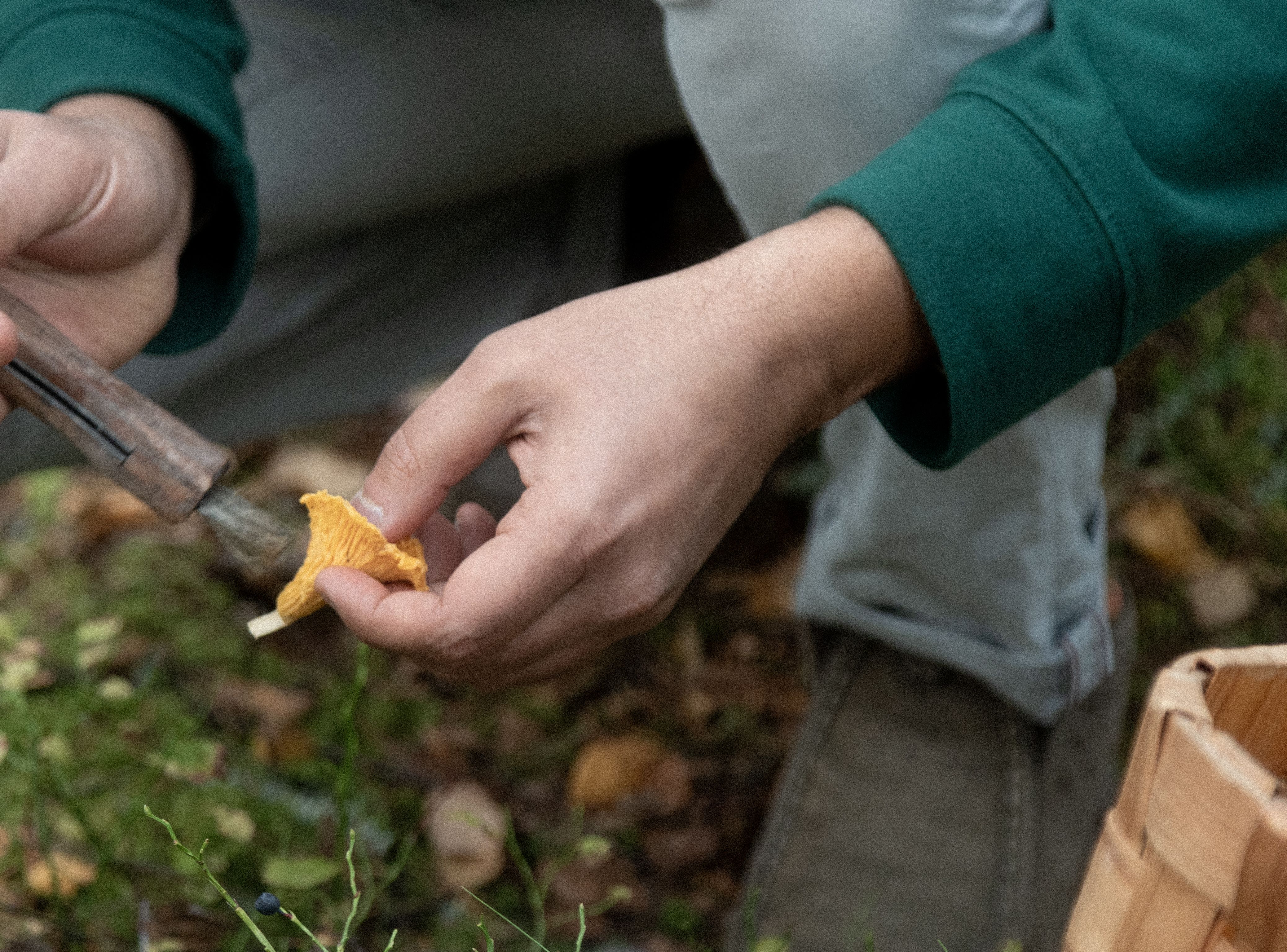 Person cleaning a mushroom