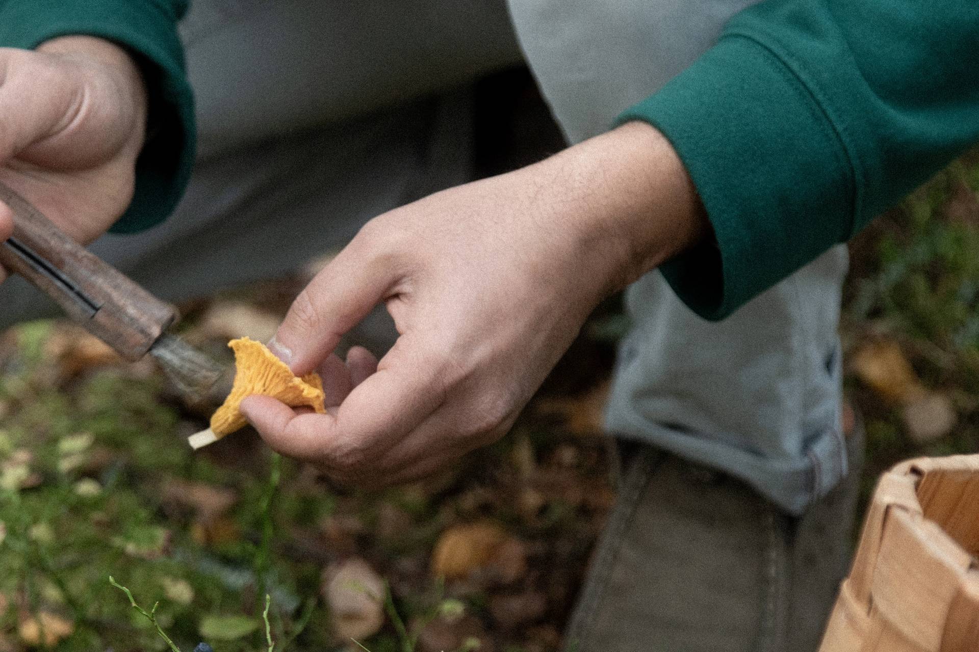 Person cleaning a mushroom