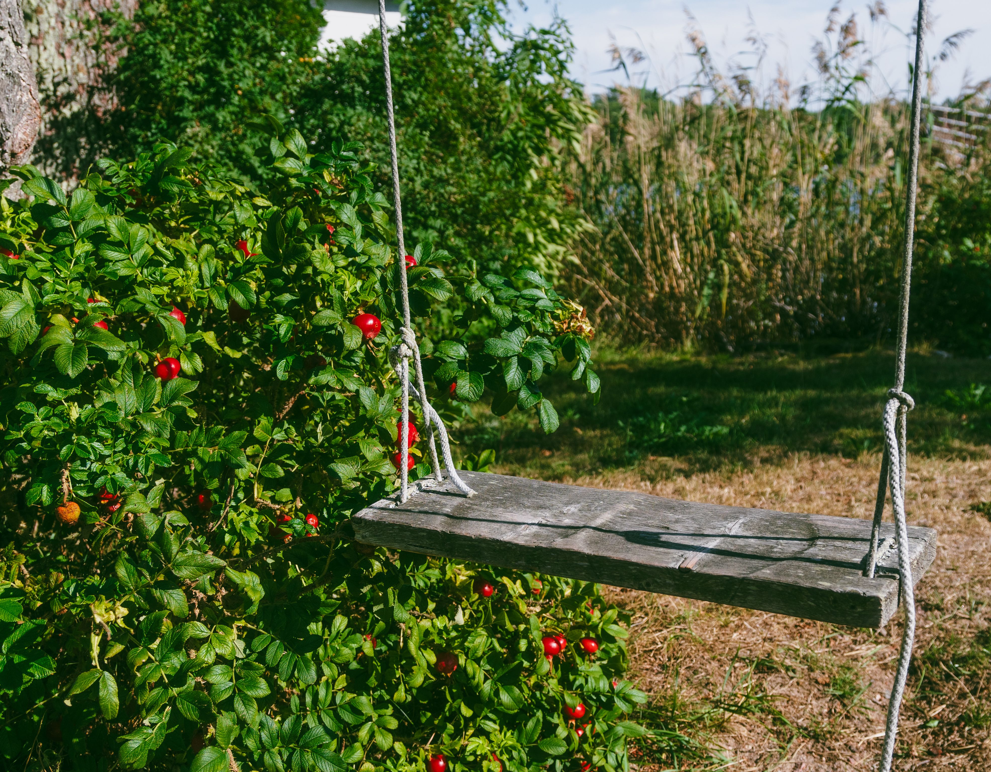 A swing hanging from a tree.