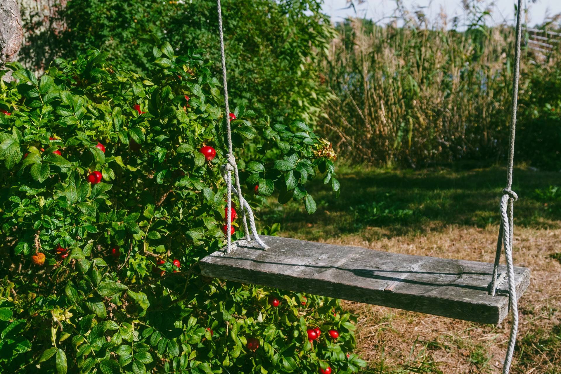 A swing hanging from a tree.