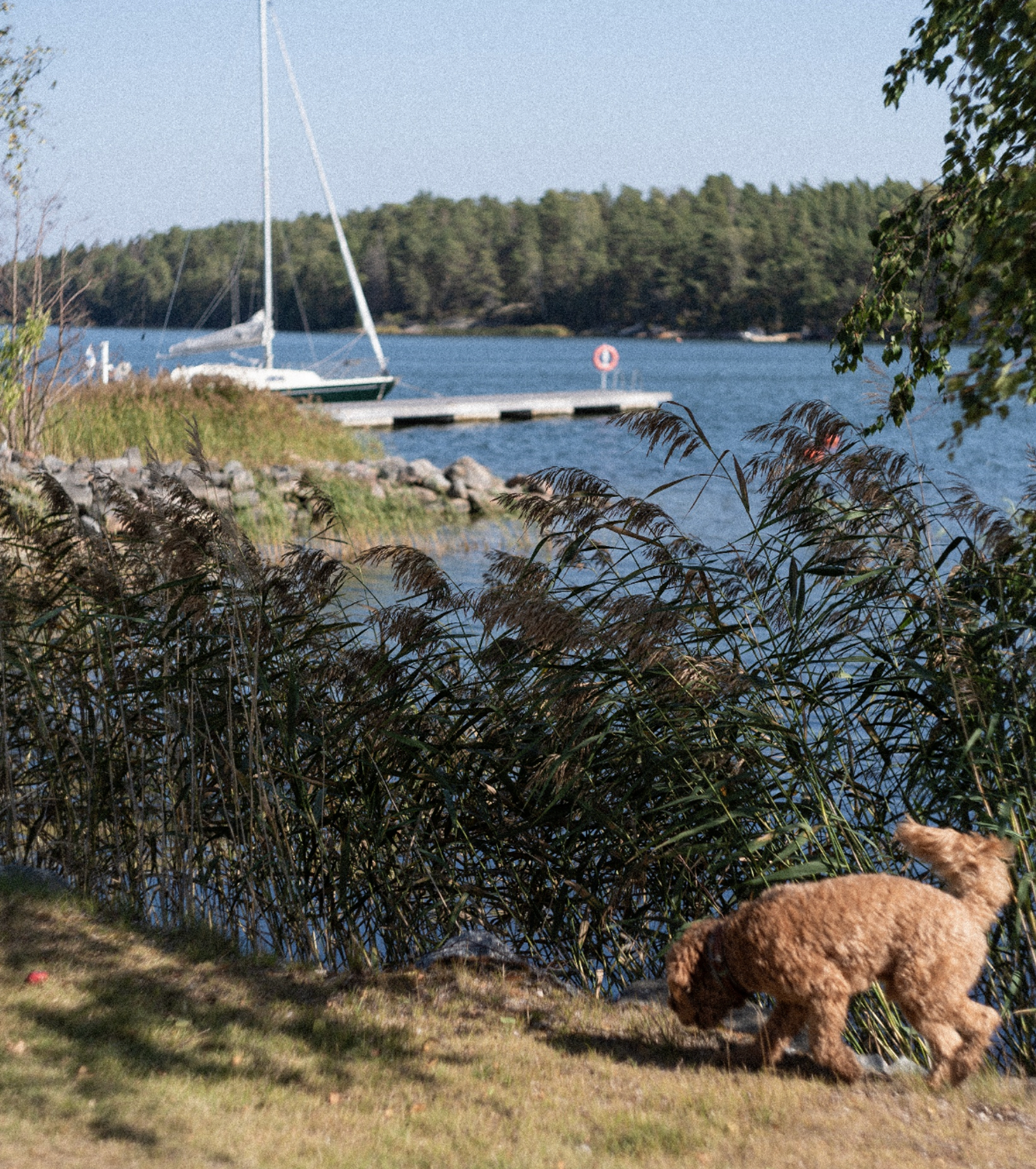 Archipelago shoreline with a dog