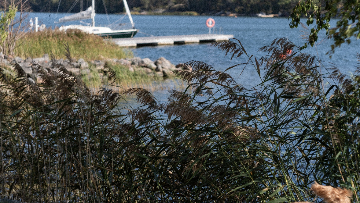 Archipelago shoreline with a dog