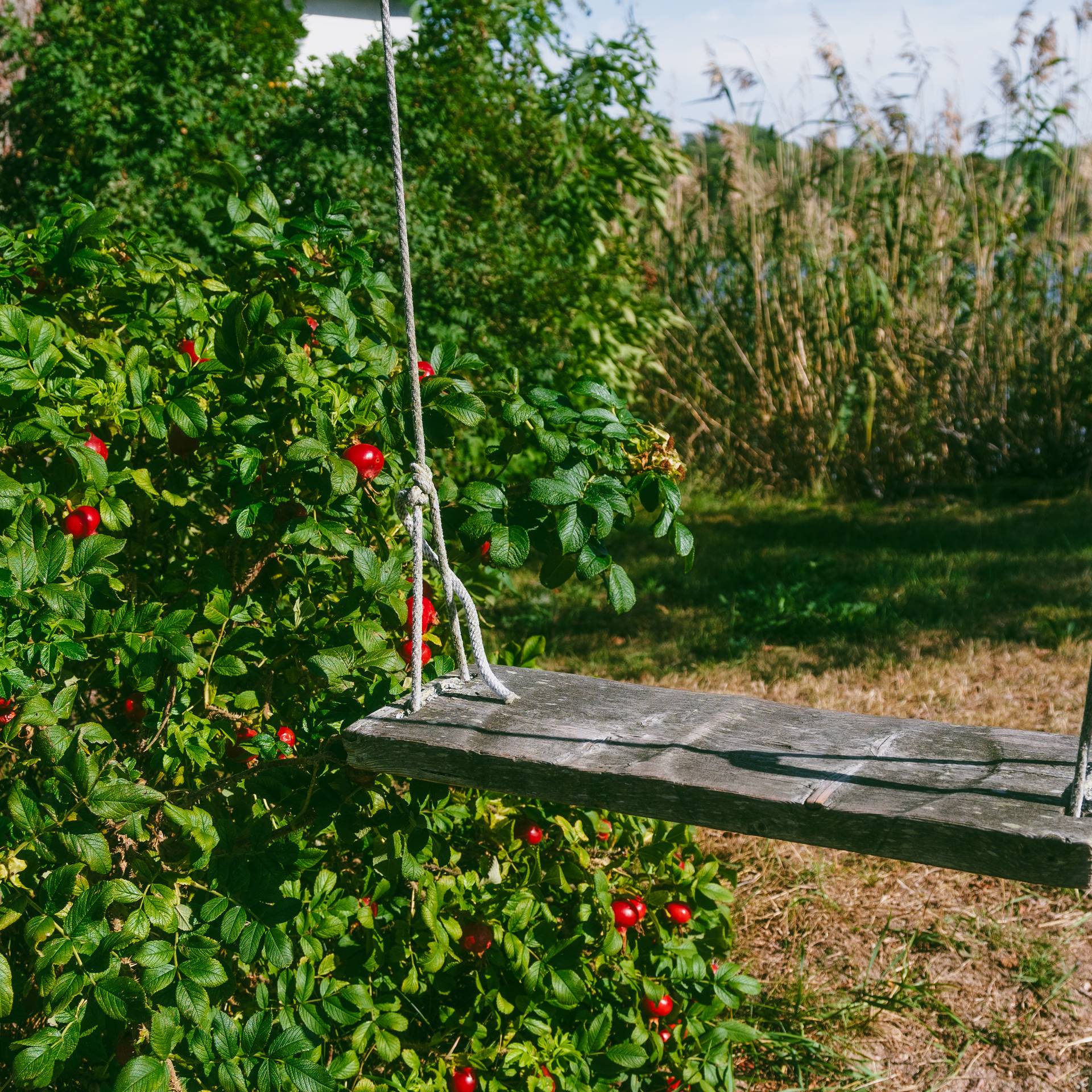 A swing hanging from a tree.