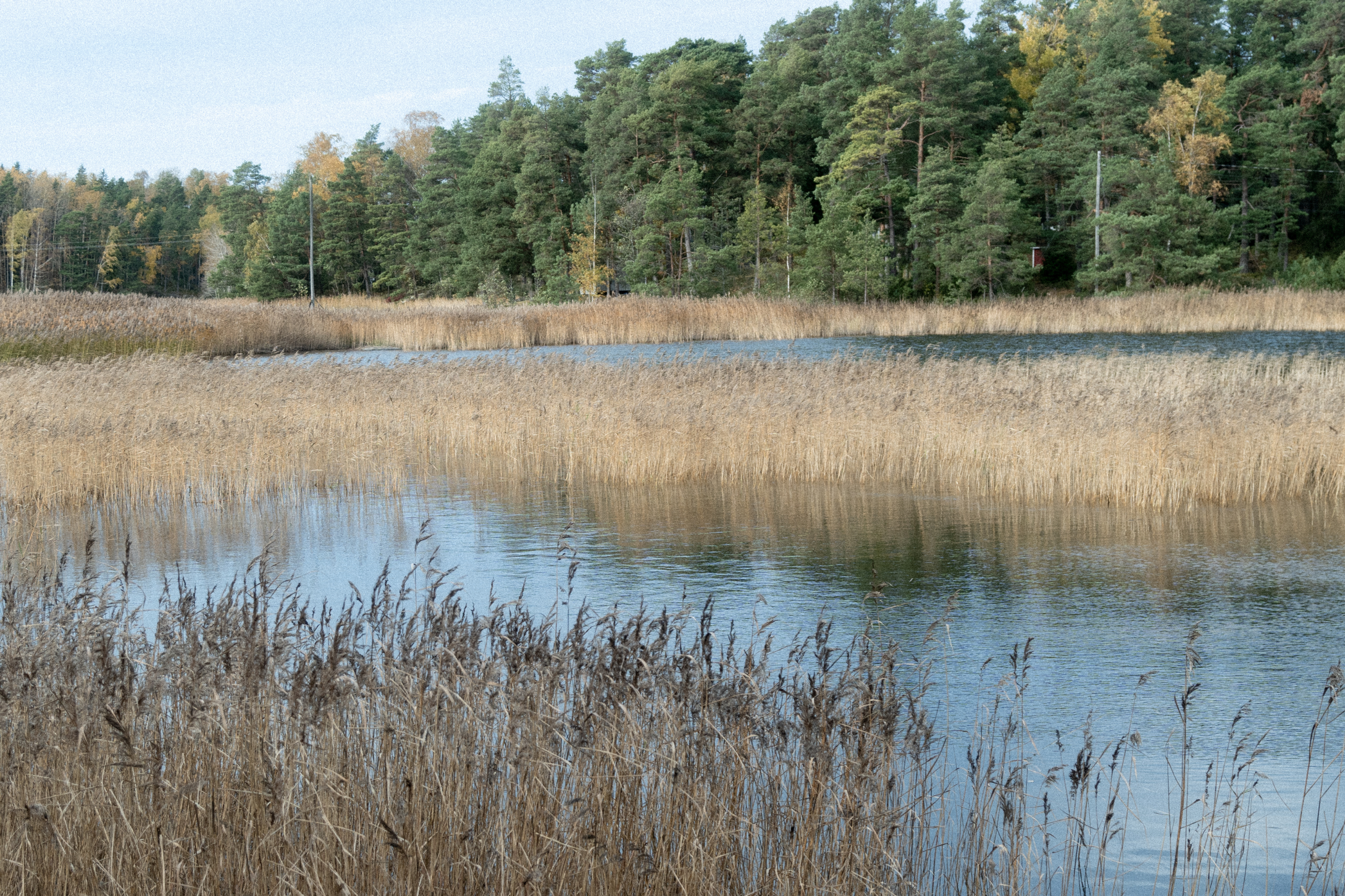 An archipelago shoreline with trees.