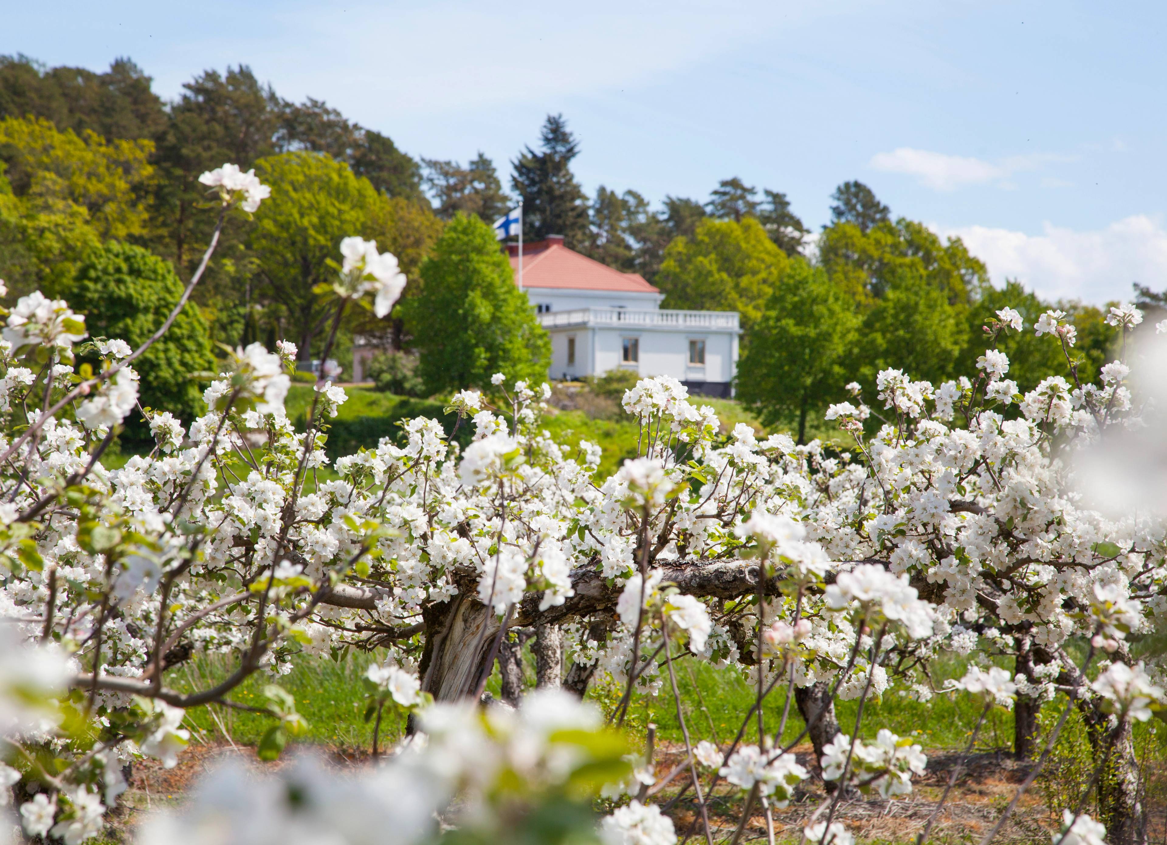 An apple tree garden in Tammiston Kuulas.