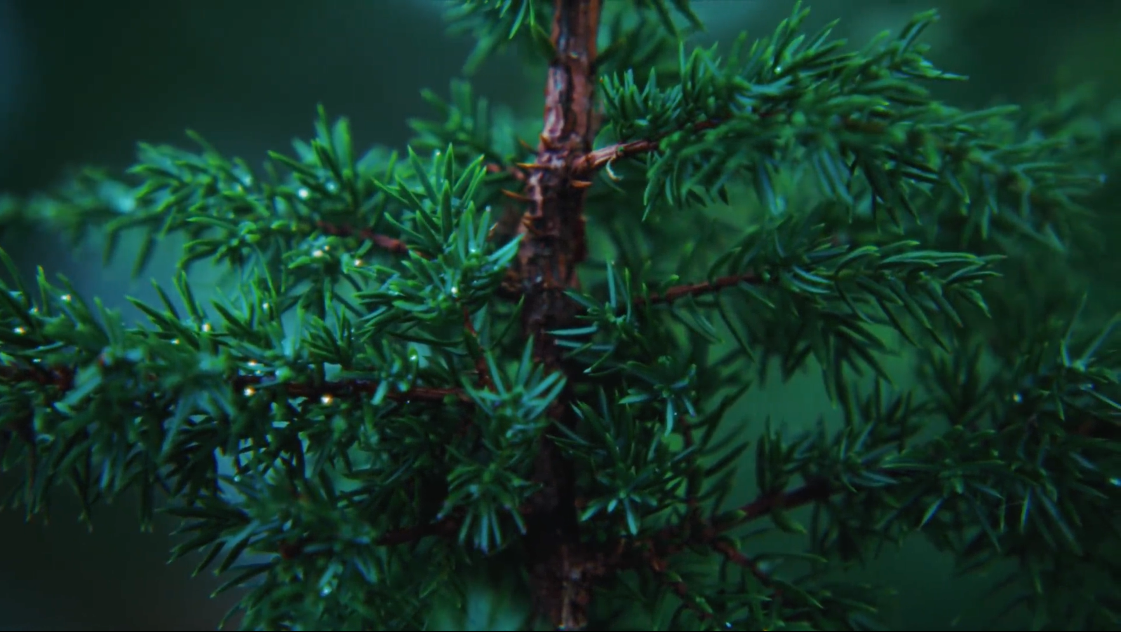 Close up of a spruce