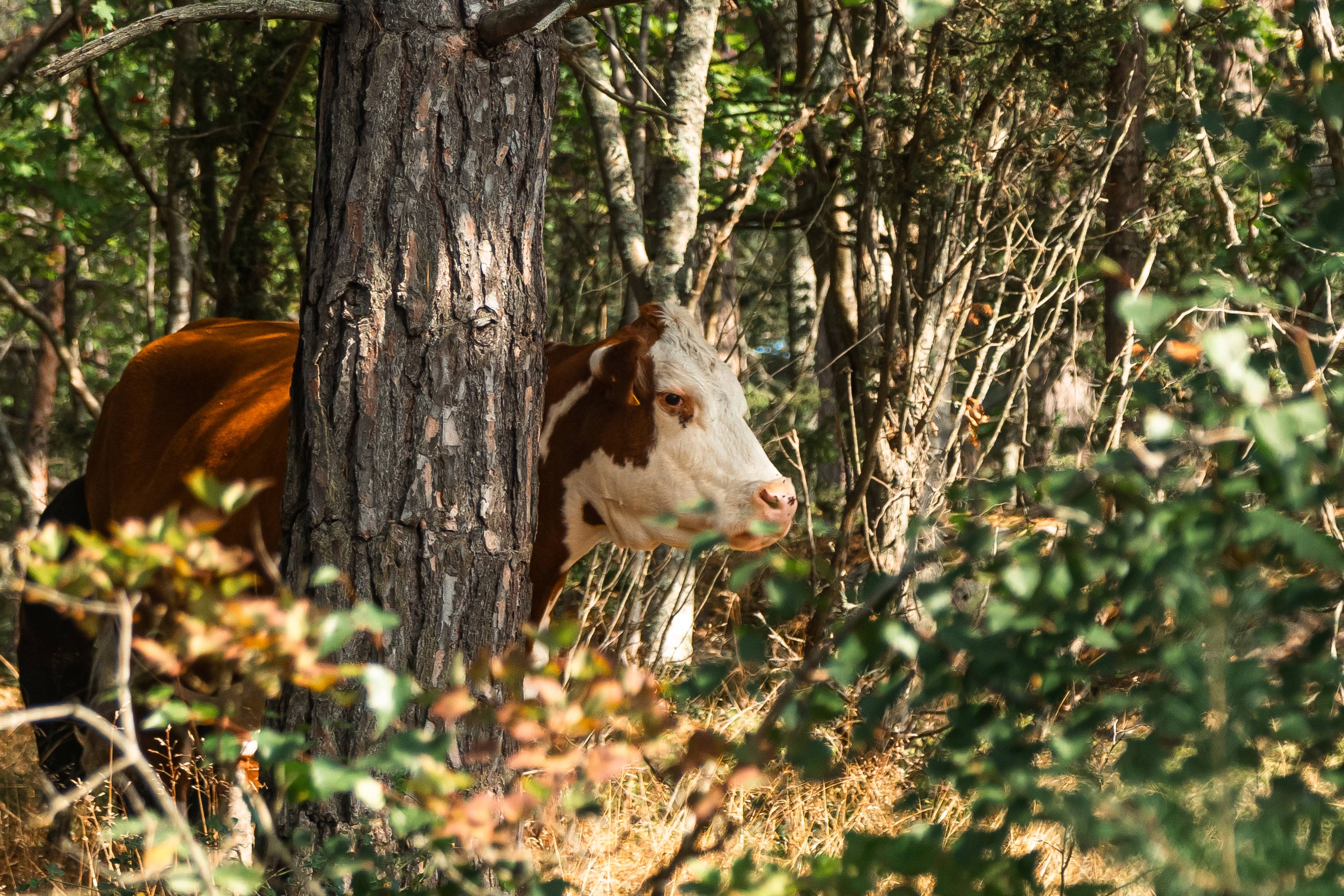 A cow peeking from behind the trees.