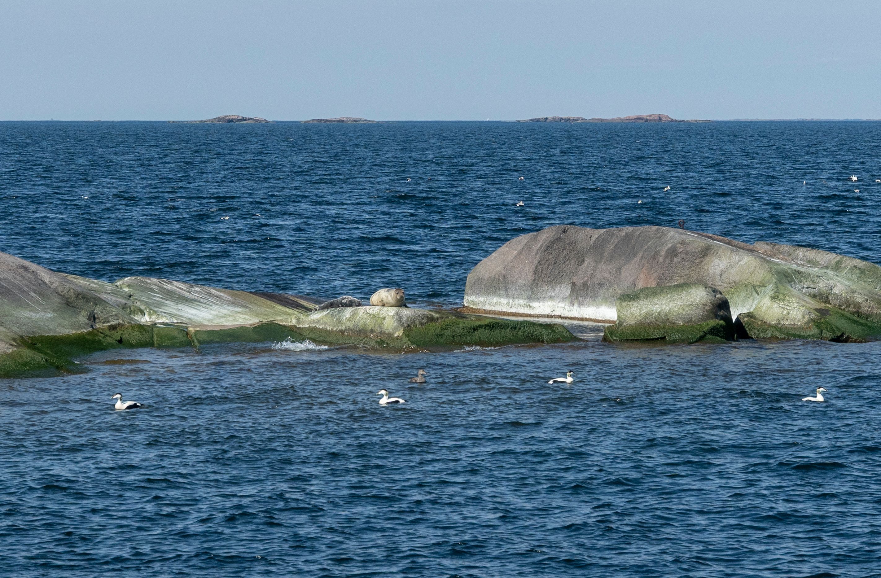 Seals in Bengtskär.