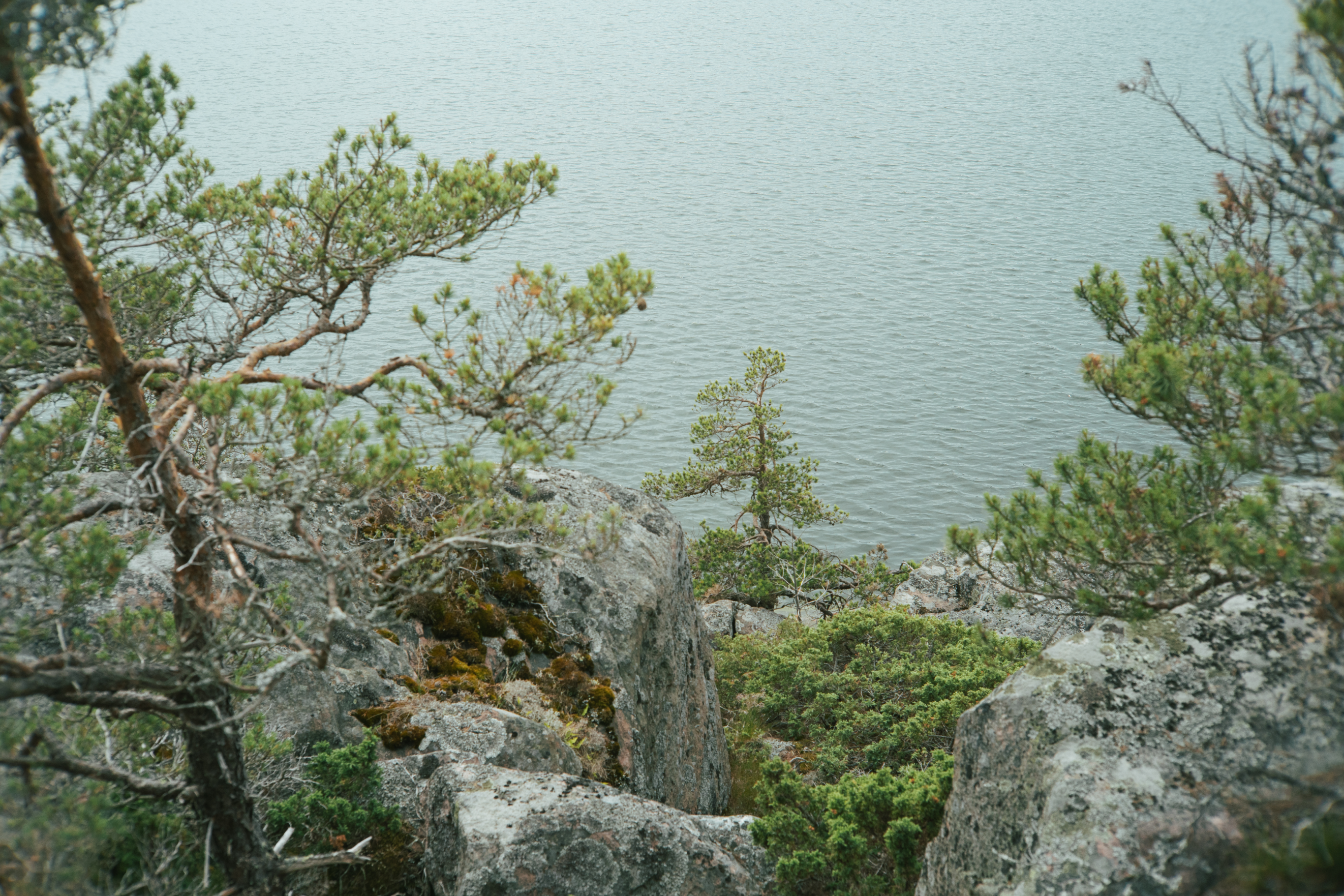 Some trees on a finnish island.