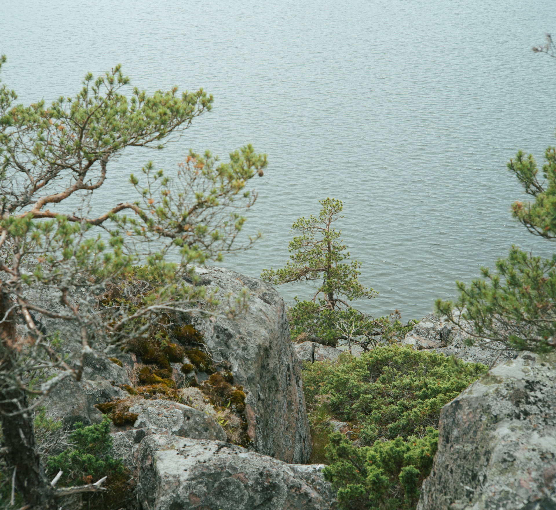 Some trees on a finnish island.