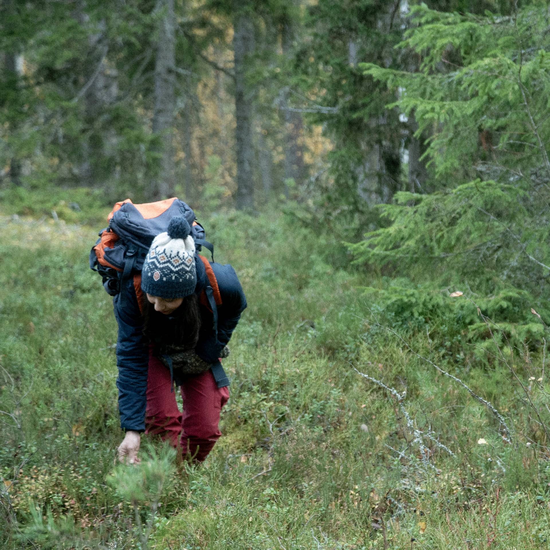 A person picking mushrooms or berries.