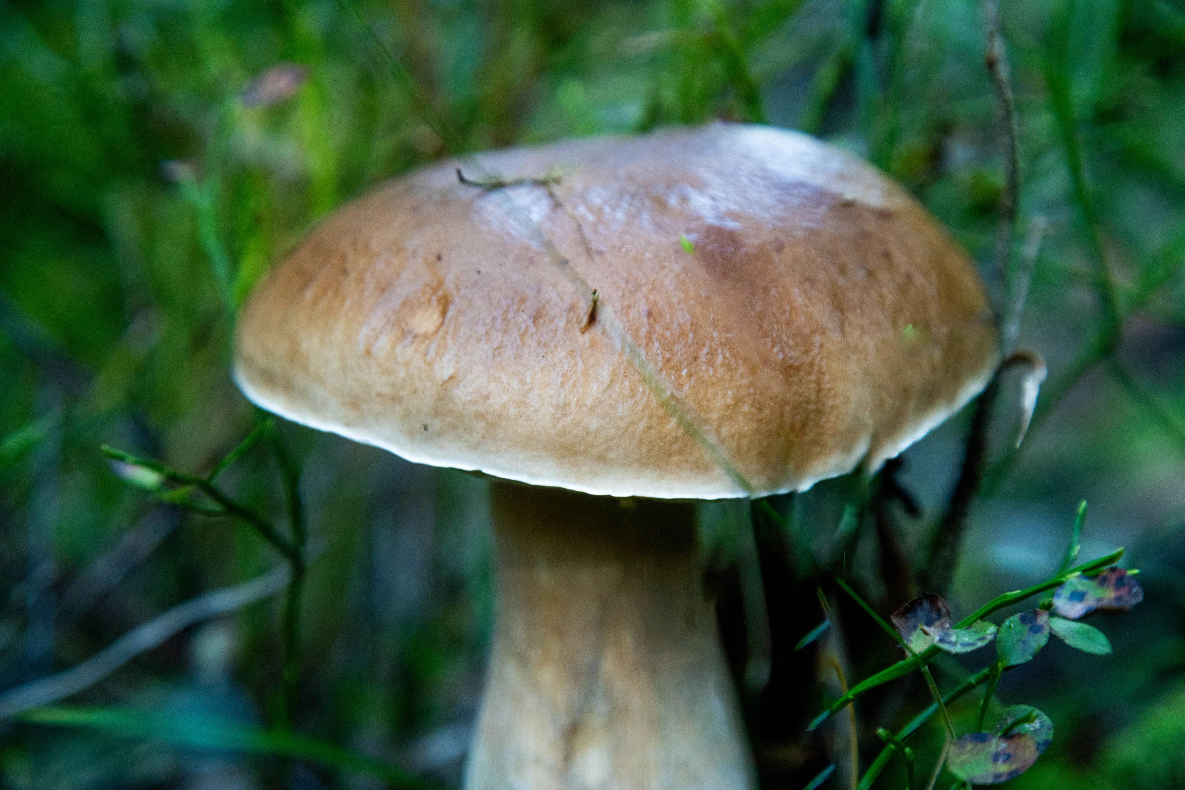 Mushroom in the forest