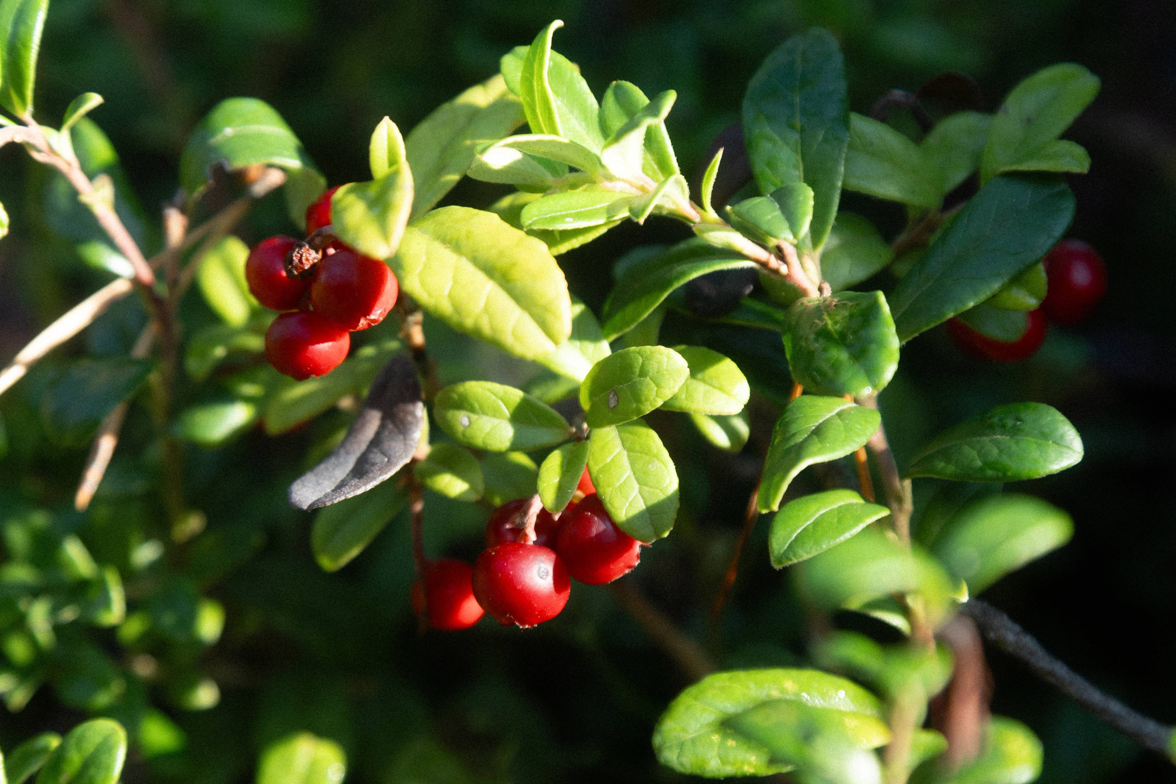 Lingonberries in the forest.