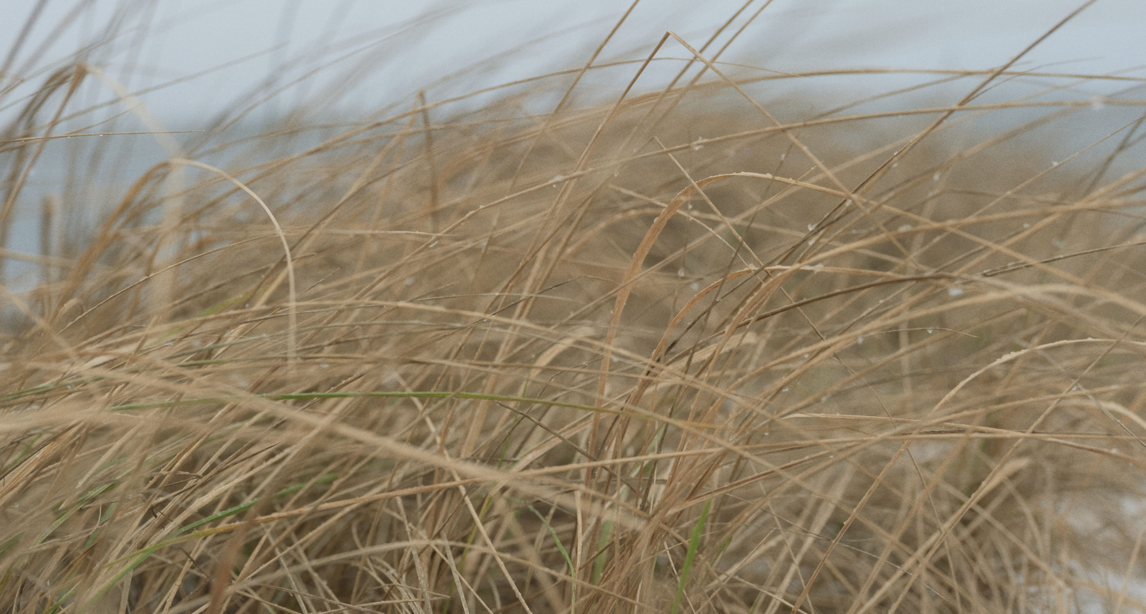 Rushes blowing in the wind in the Finnish archipelago.