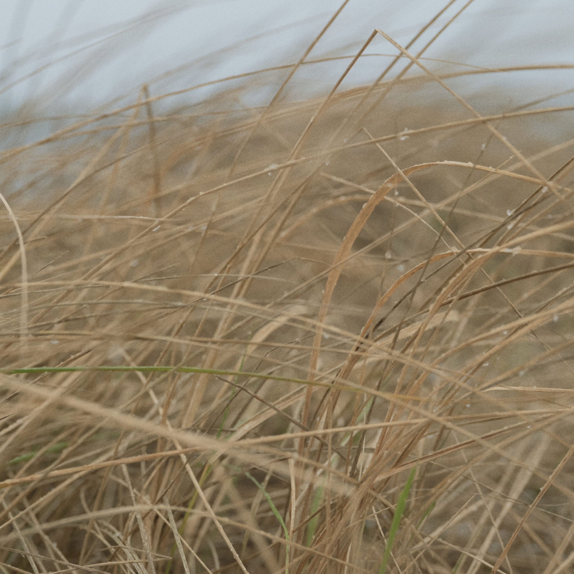 Rushes blowing in the wind in the Finnish archipelago.