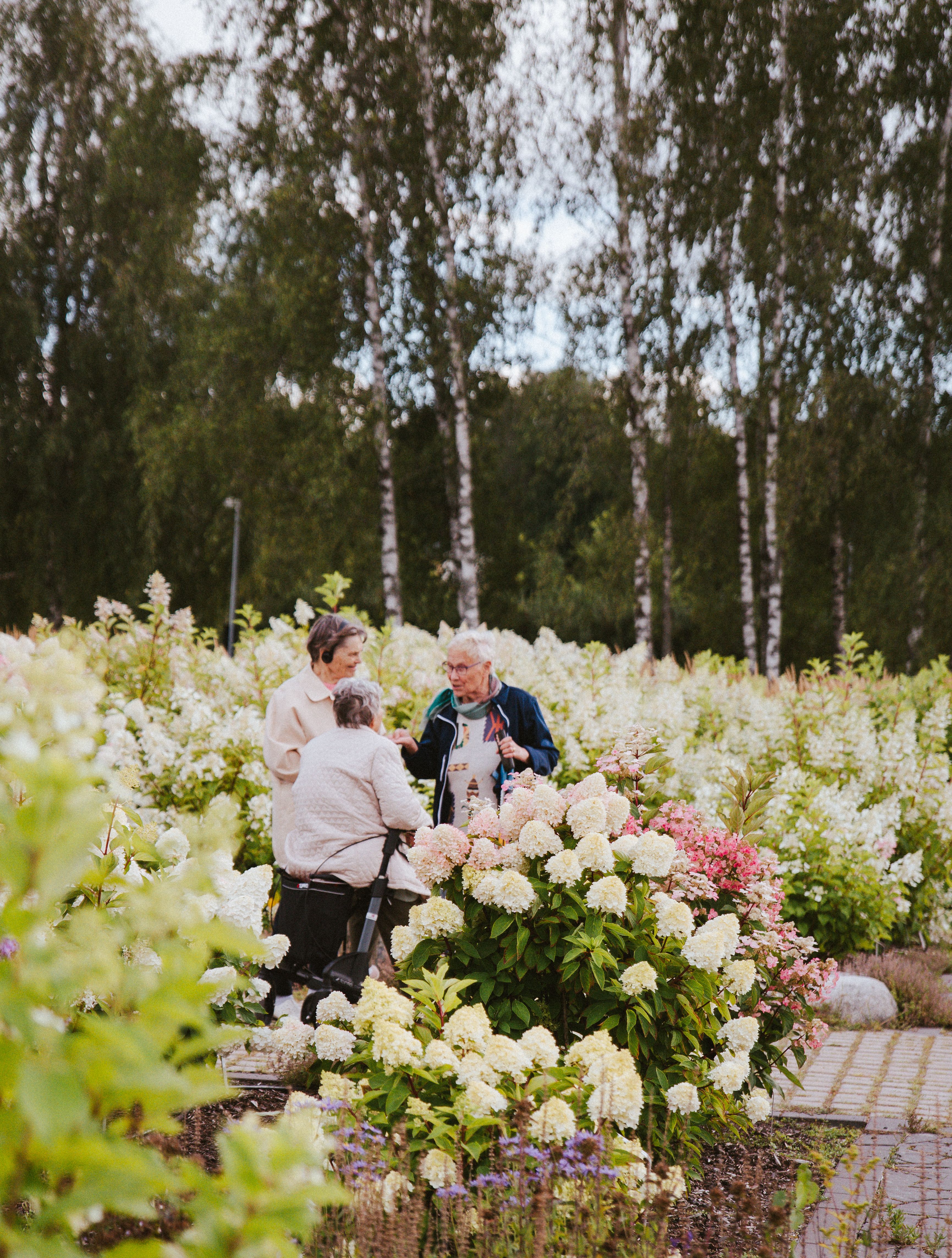 People admiring hortensia flowers in Pargas.