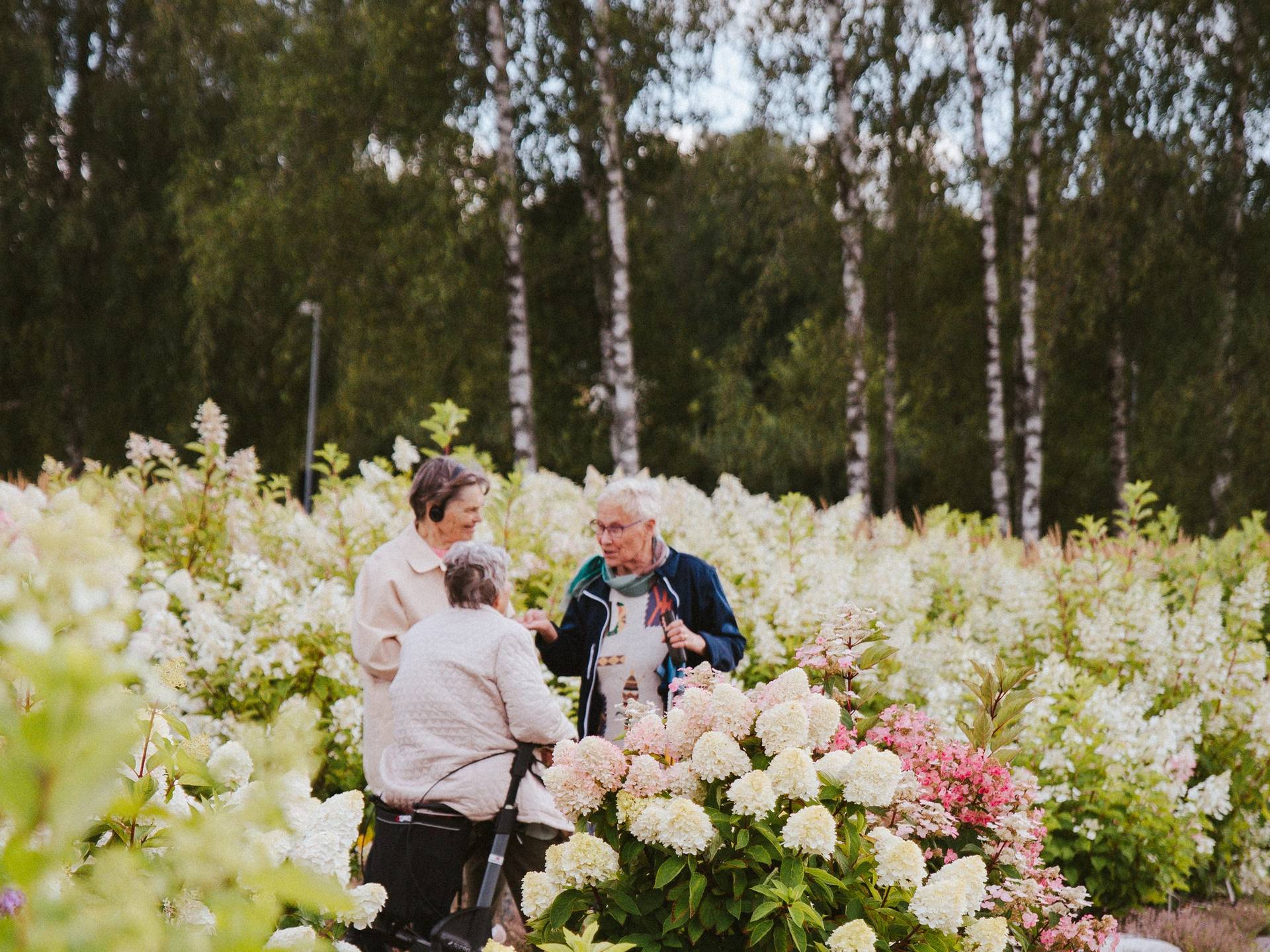 People admiring hortensia flowers in Pargas.