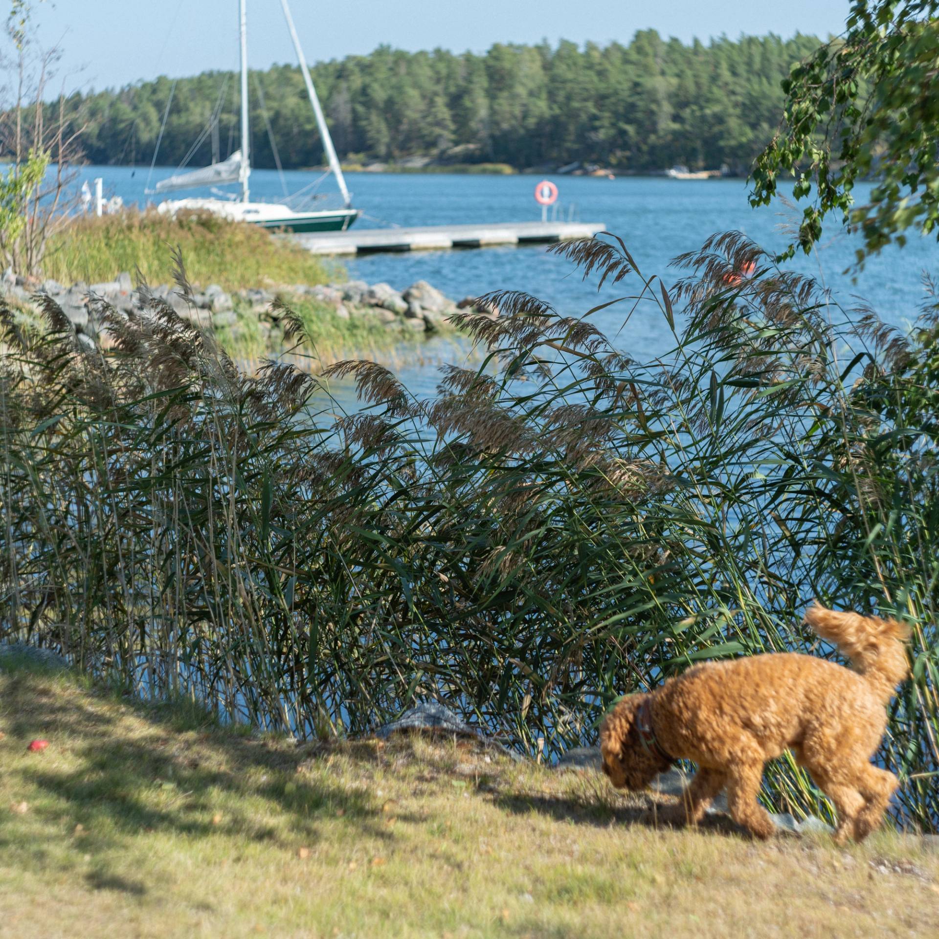 A dog sniffing the ground on the shore.
