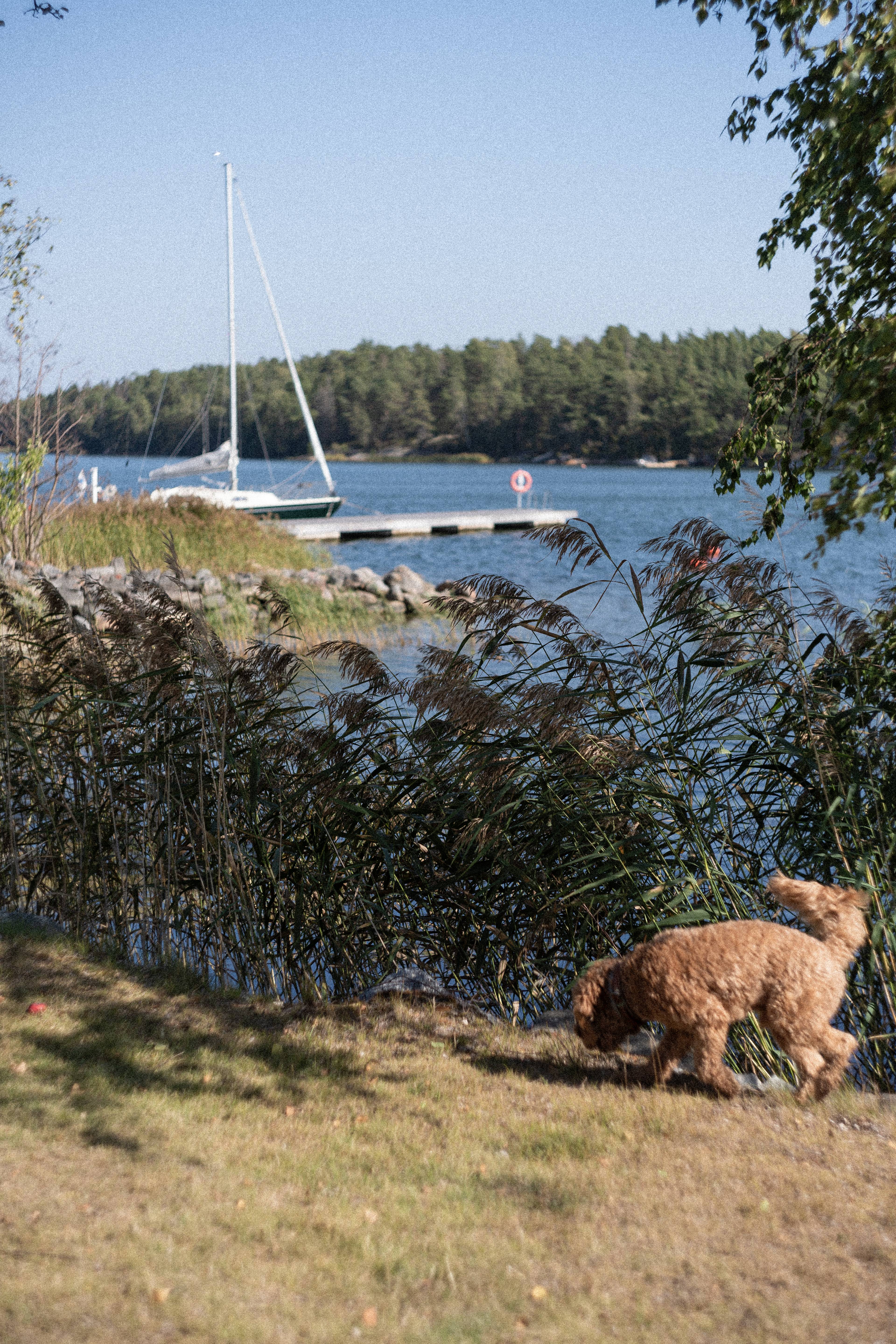 A dog running around the shore.