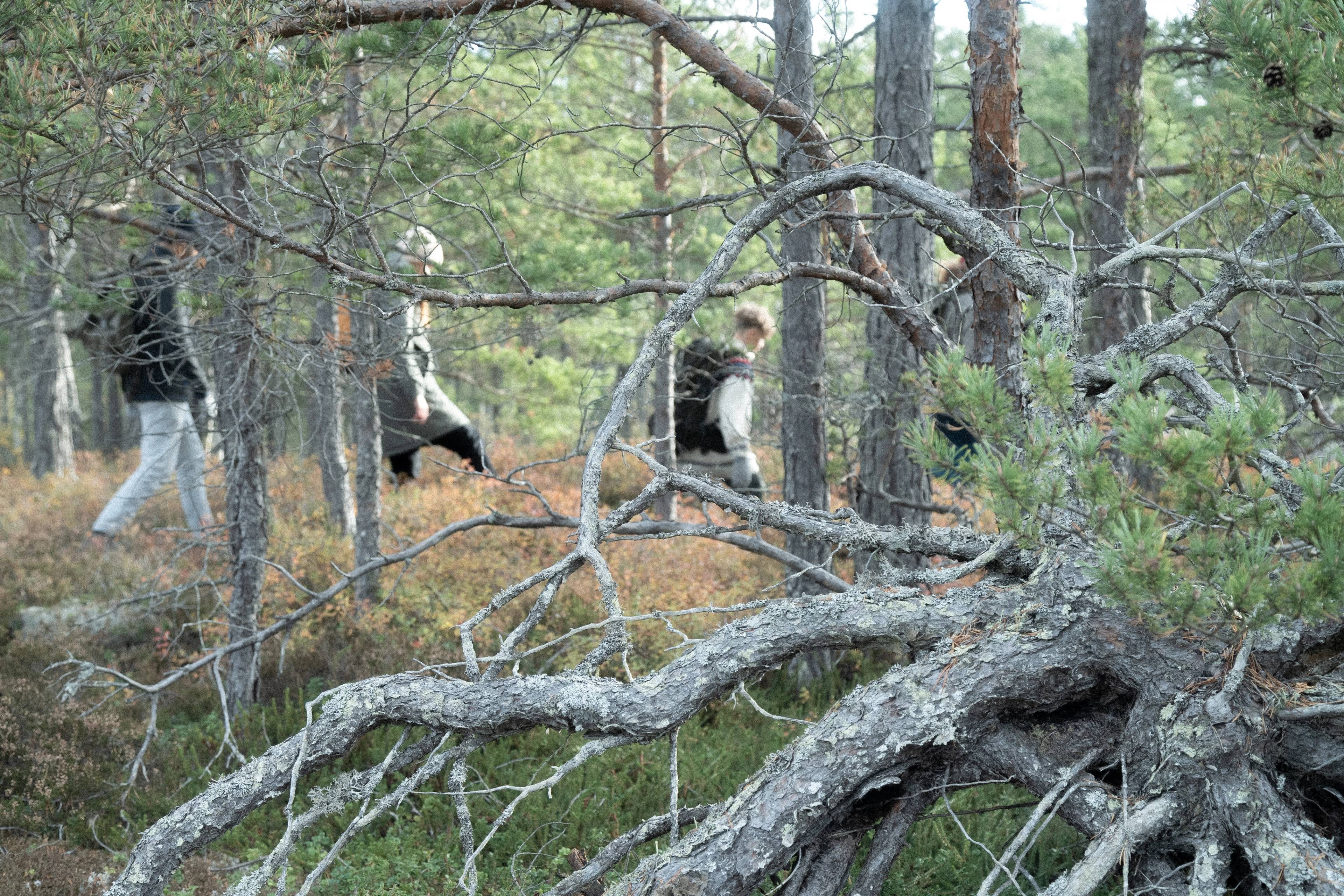 Kids wandering in the woods