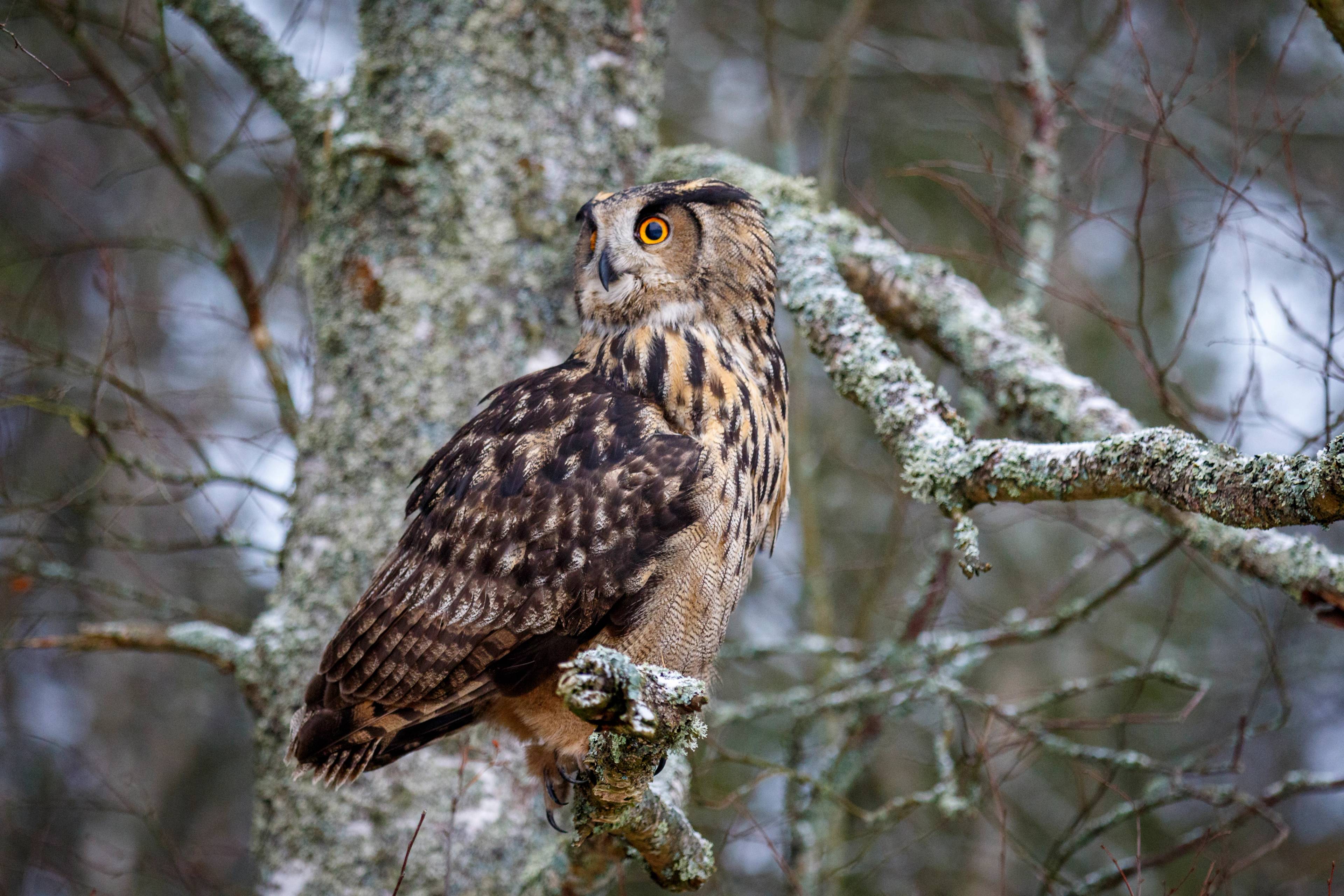 An owl.
