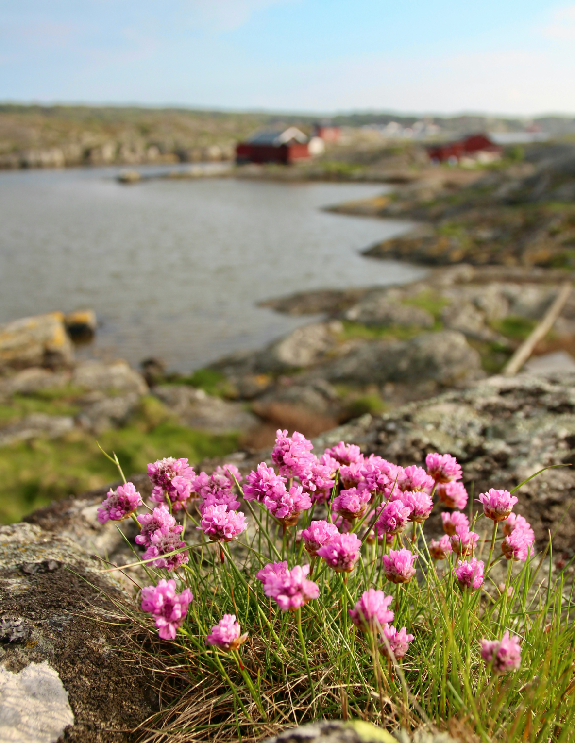 Pink flowers on a rocky archipelago shore.