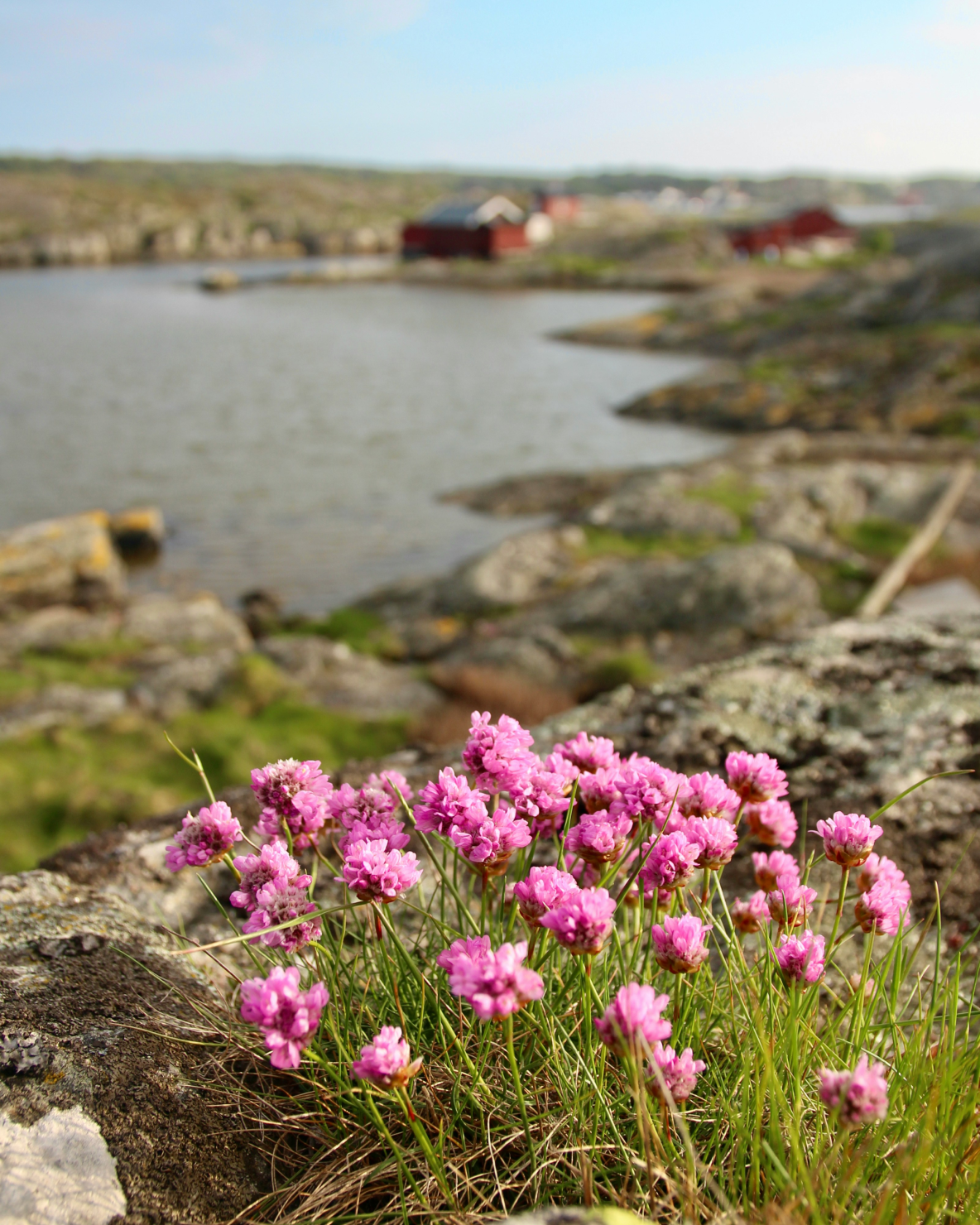 Pink flowers on a rocky archipelago shore.