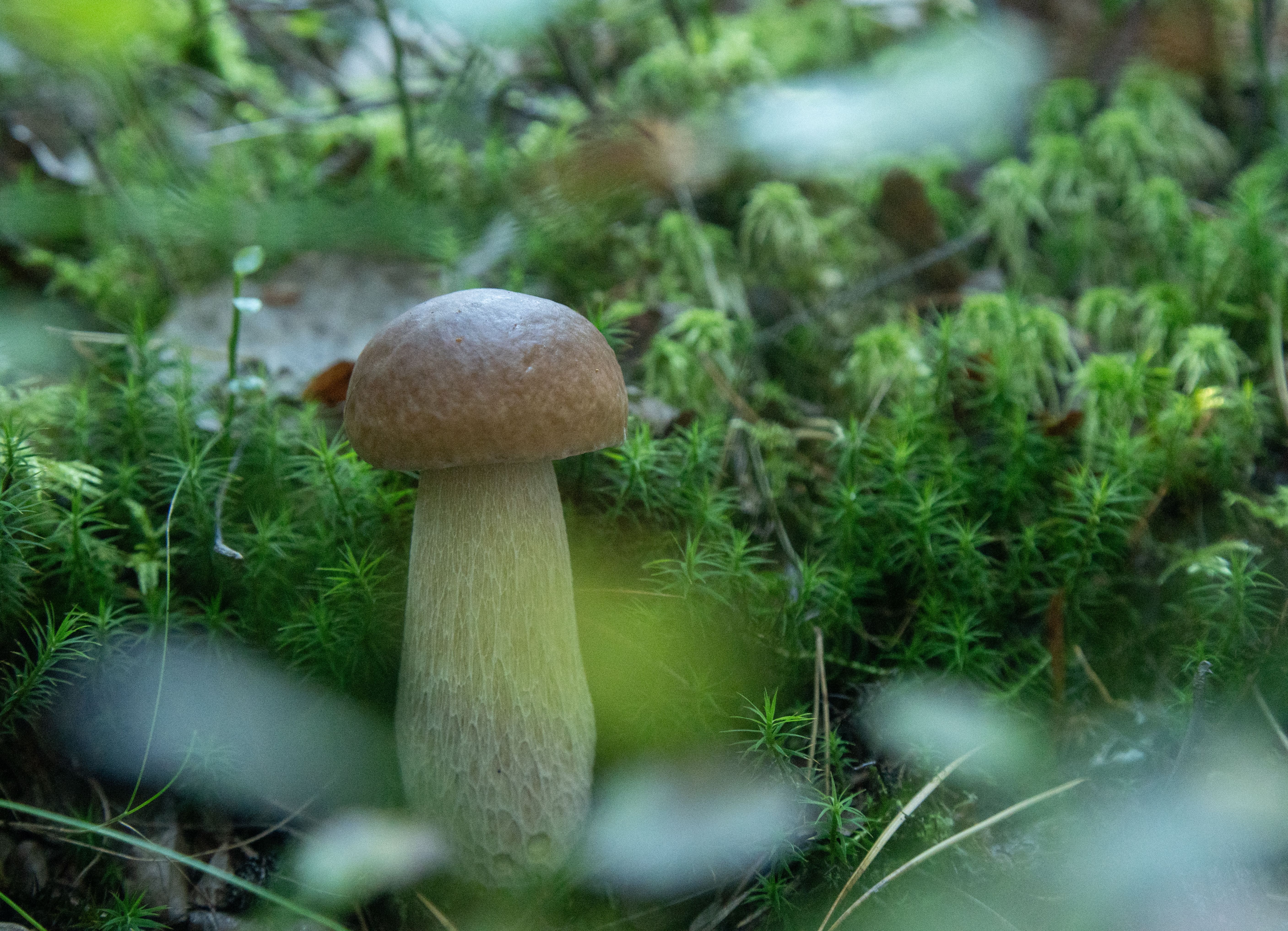 A mushroom.