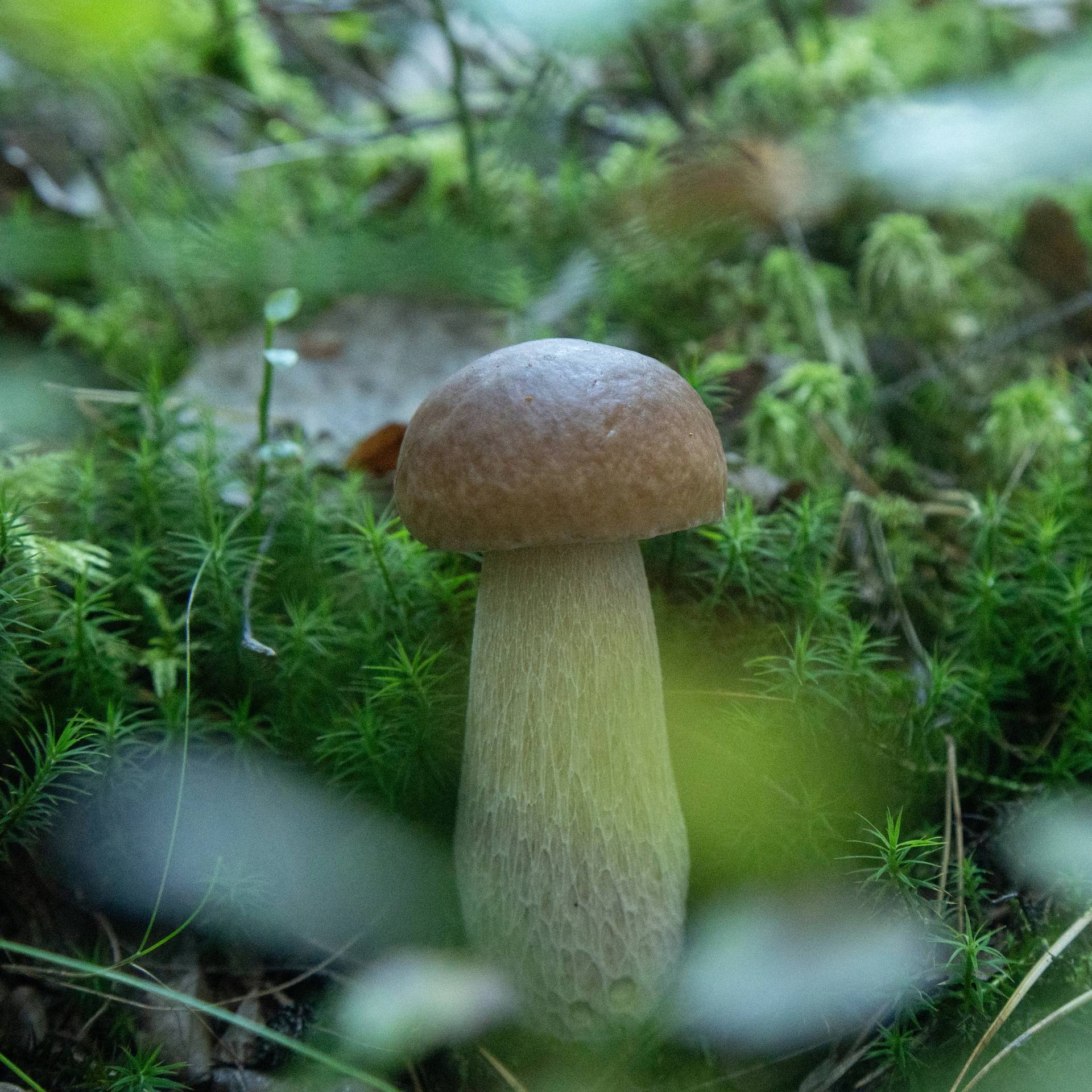 A mushroom.
